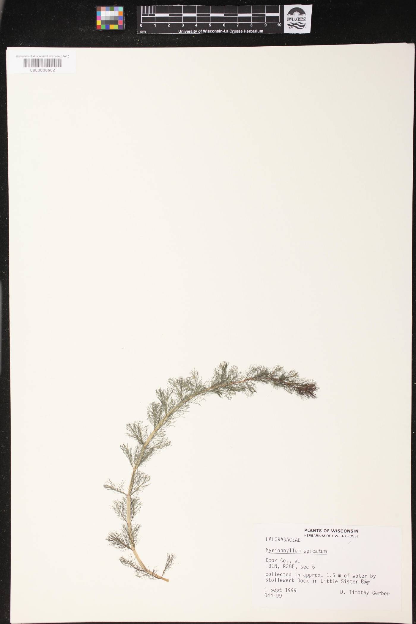 Myriophyllum spicatum image