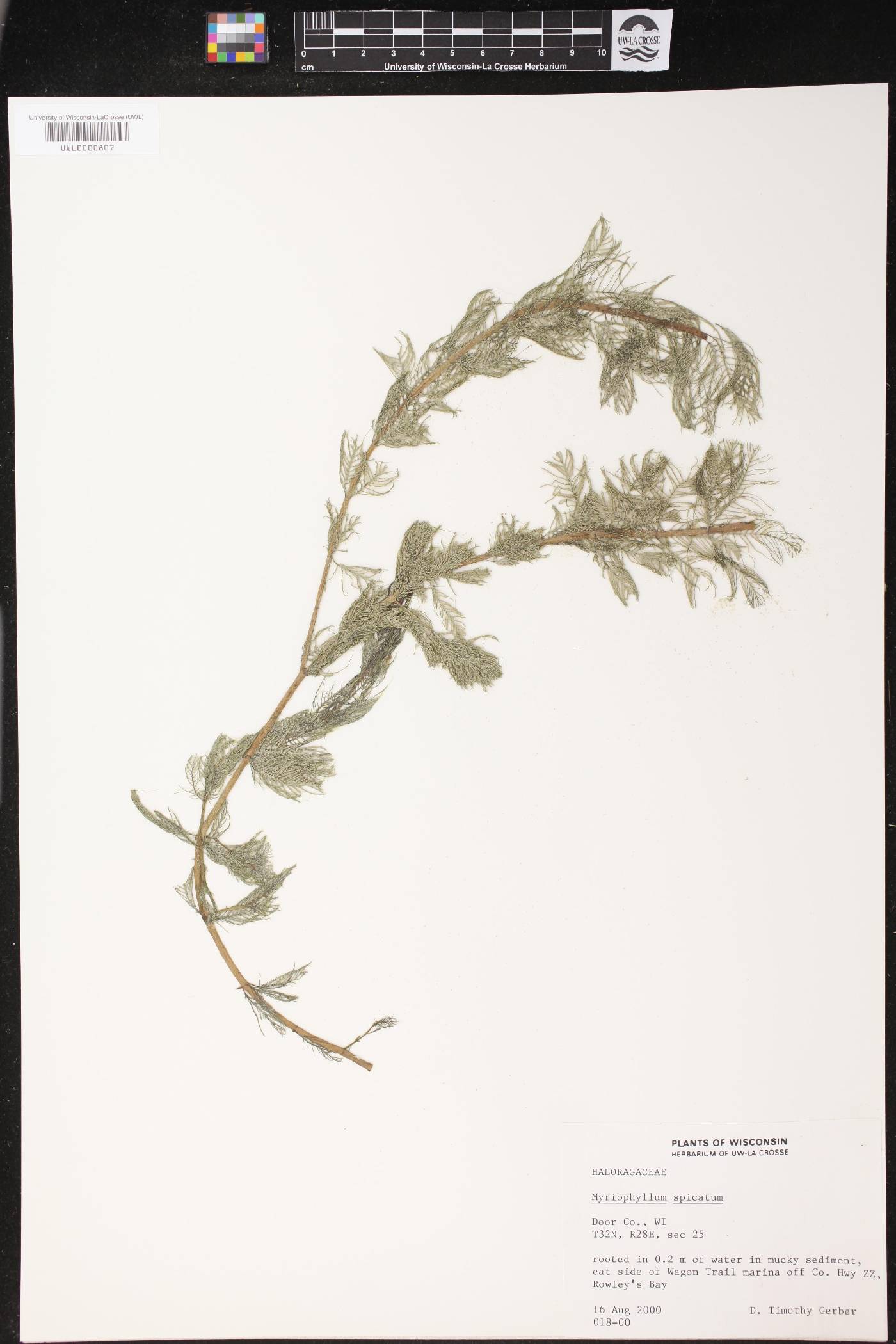 Myriophyllum spicatum image