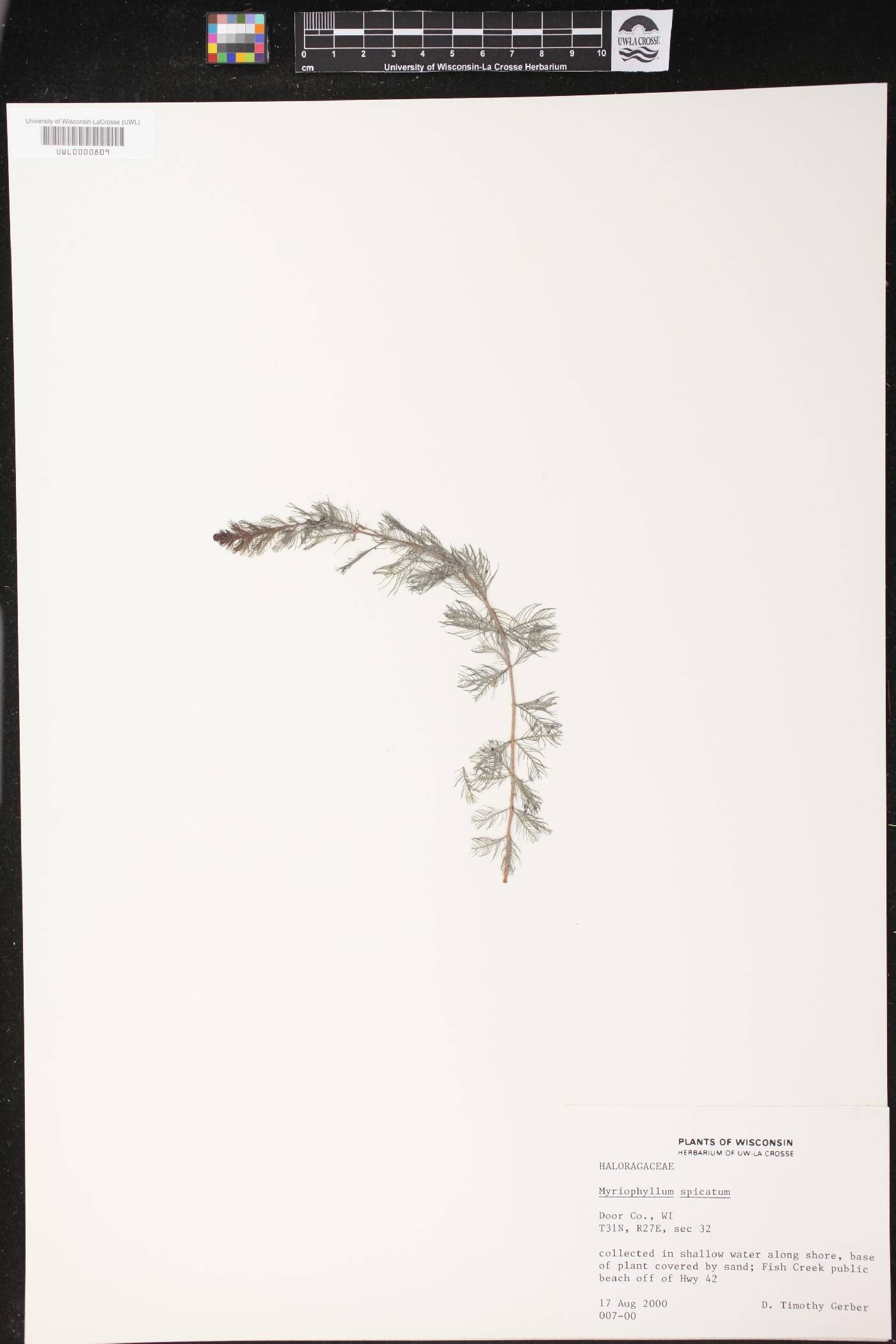 Myriophyllum spicatum image