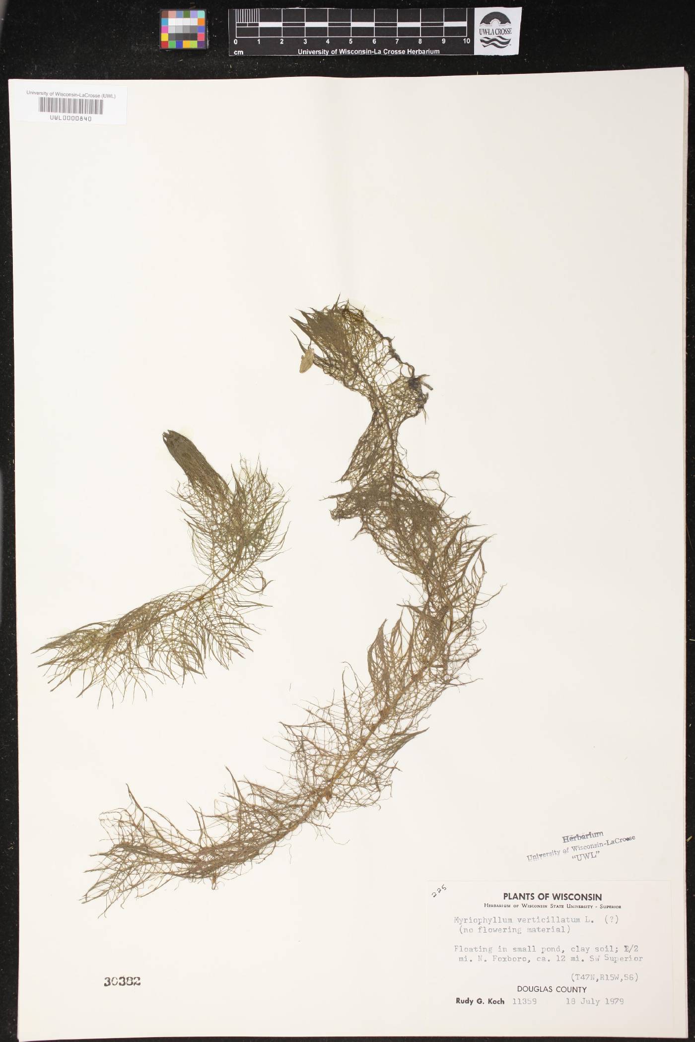 Myriophyllum verticillatum image