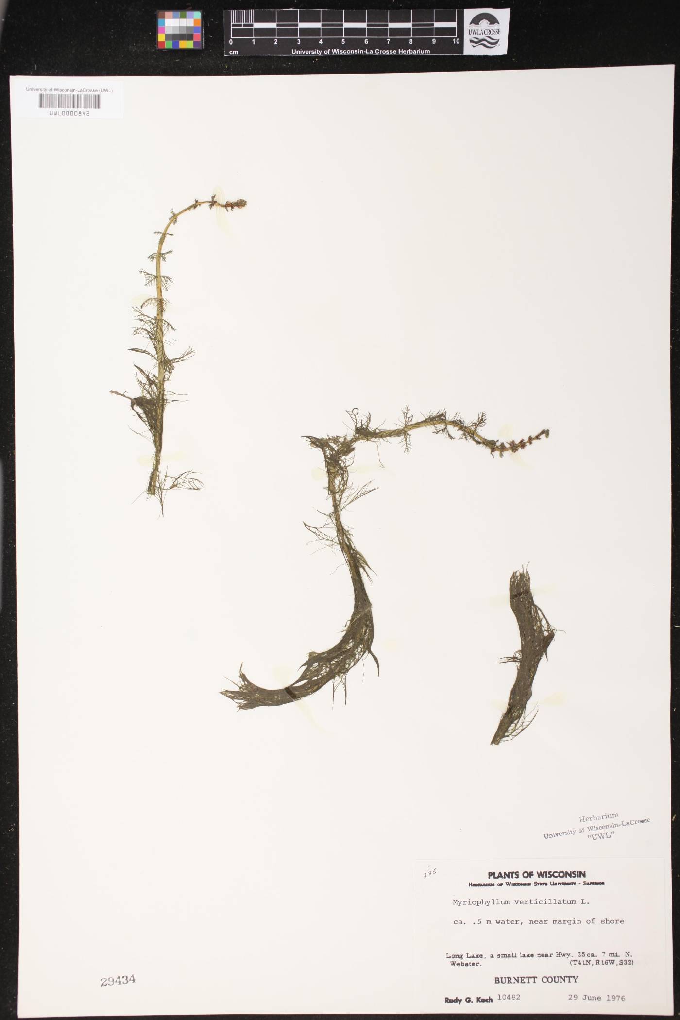 Myriophyllum verticillatum image