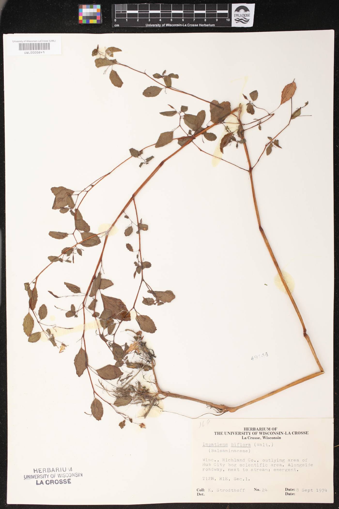 Impatiens capensis image