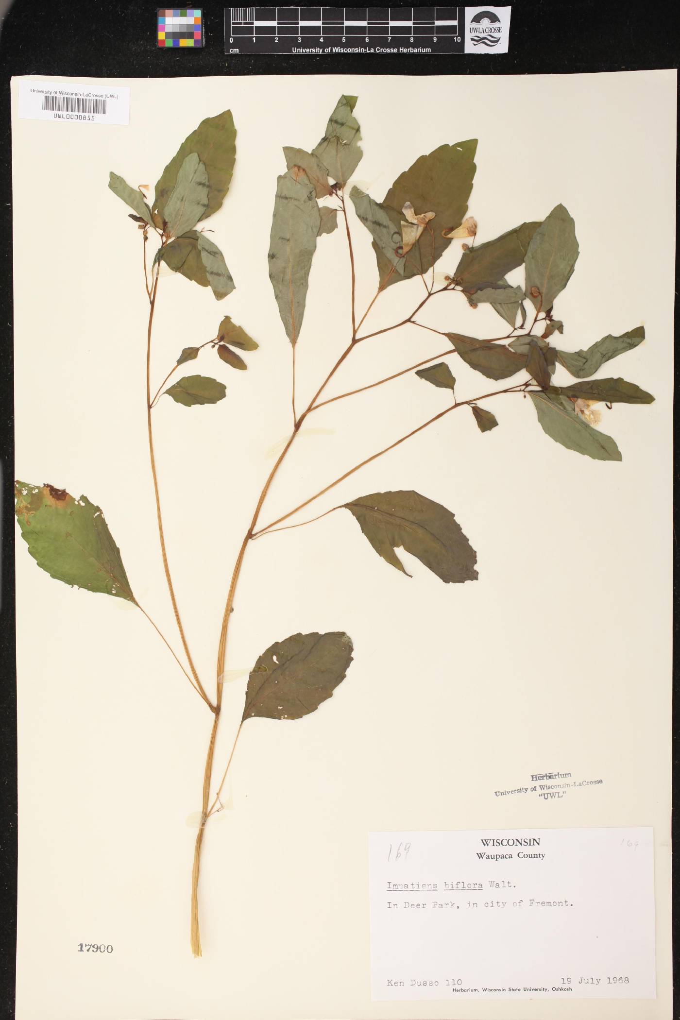 Impatiens capensis image