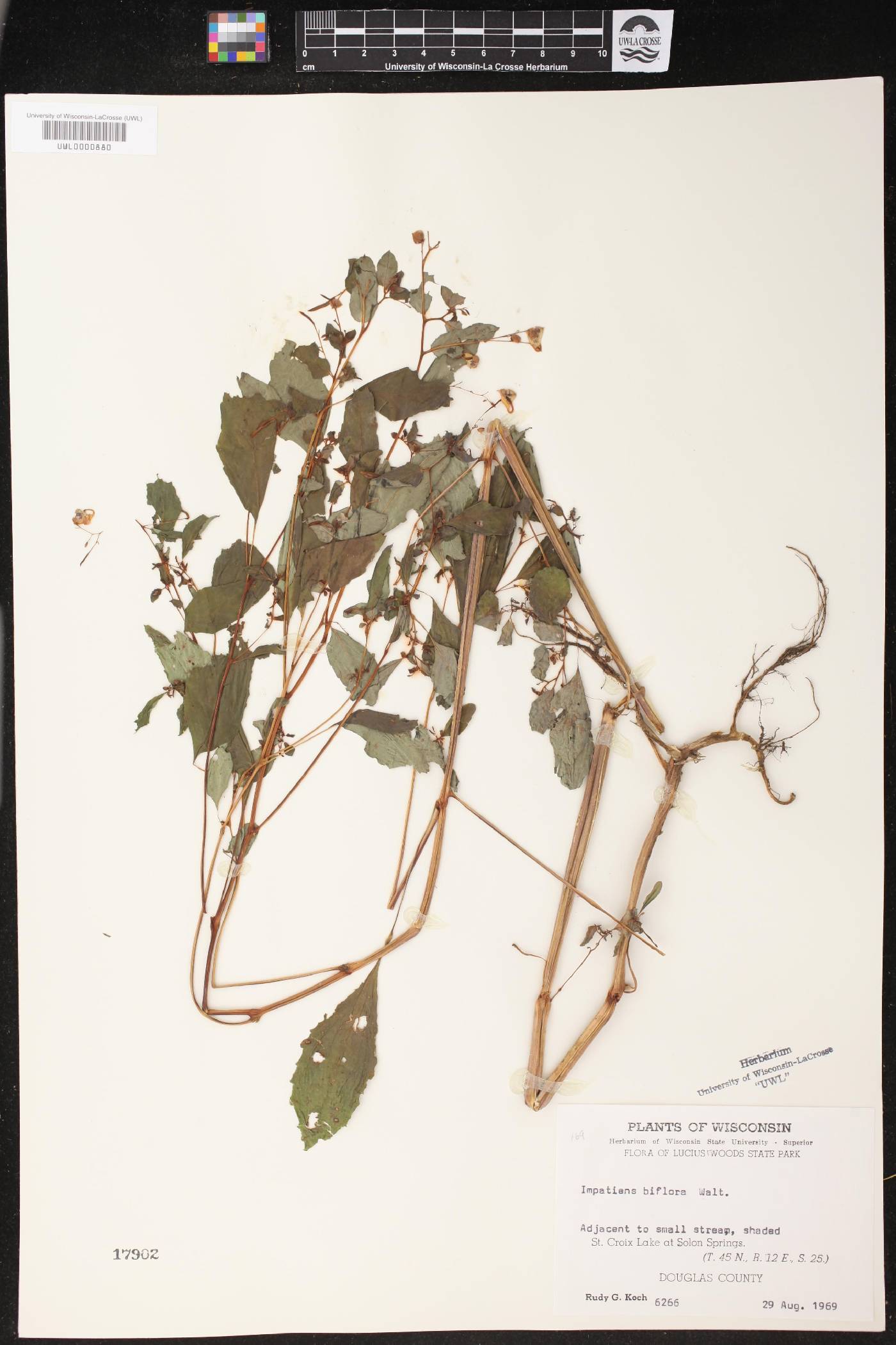 Impatiens capensis image