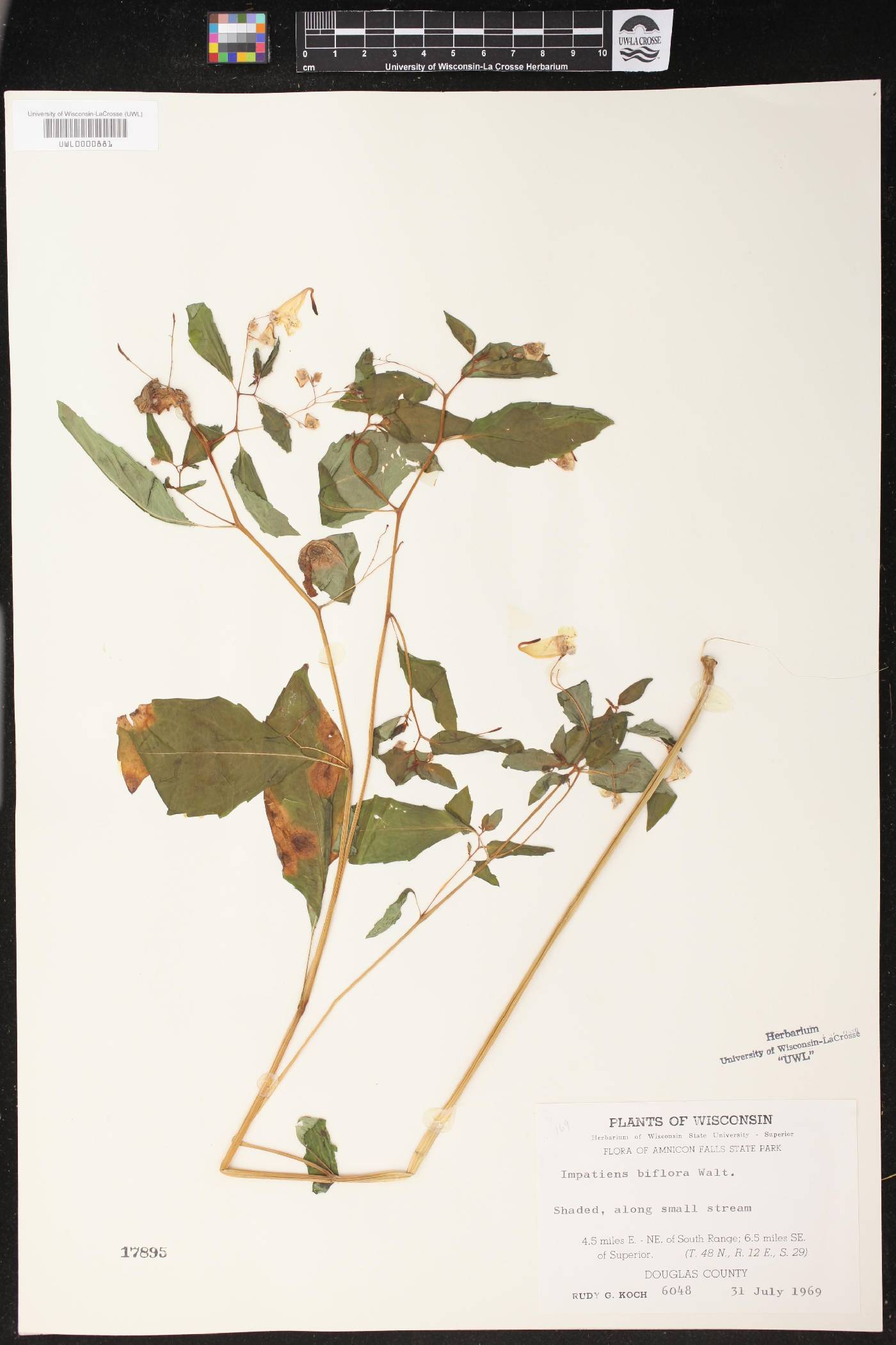 Impatiens capensis image
