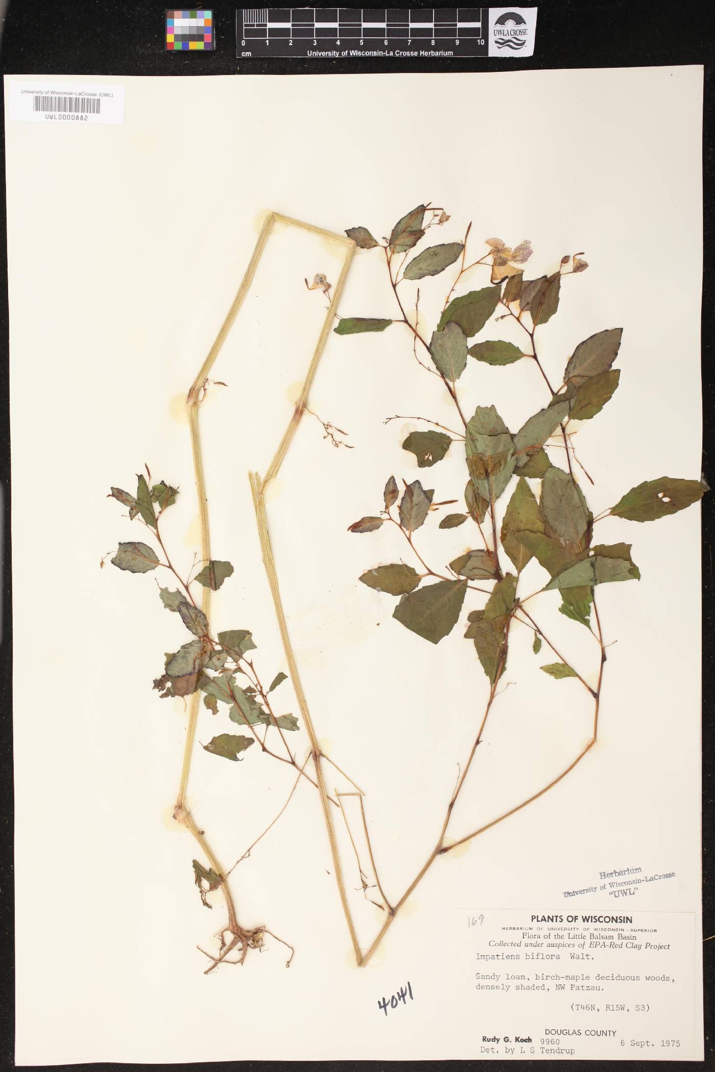 Impatiens capensis image