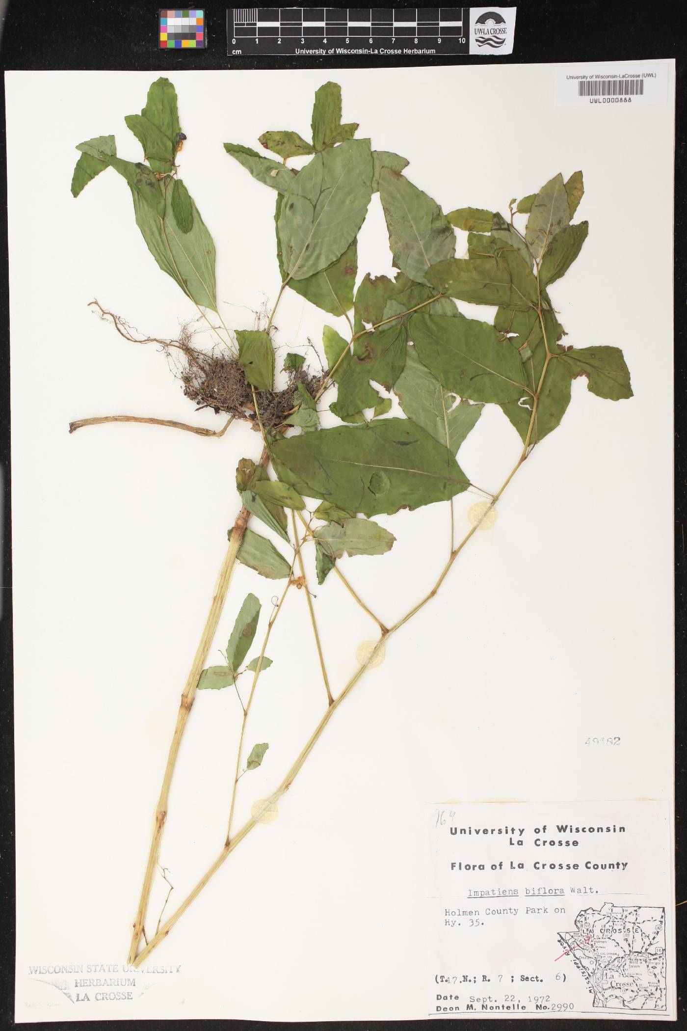Impatiens capensis image