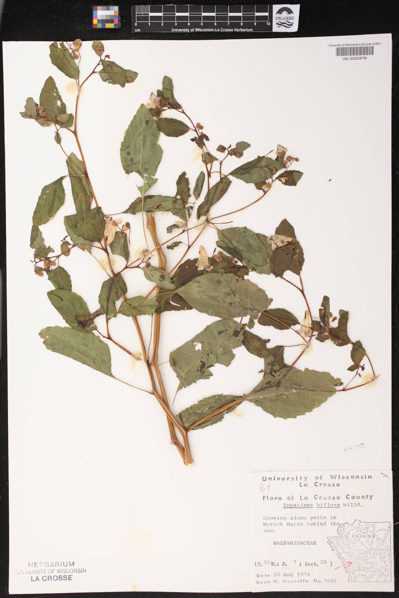 Impatiens capensis image