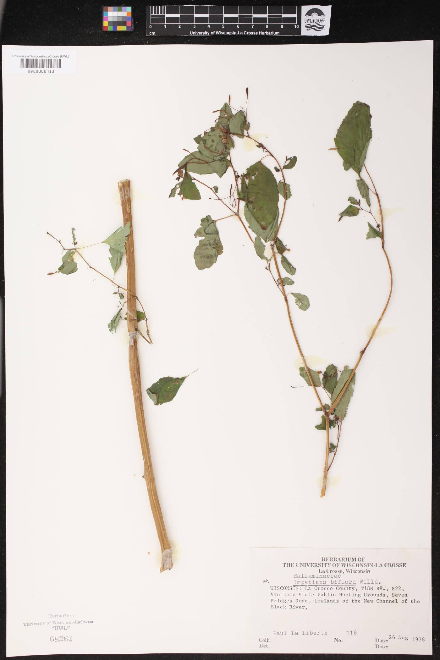 Impatiens capensis image