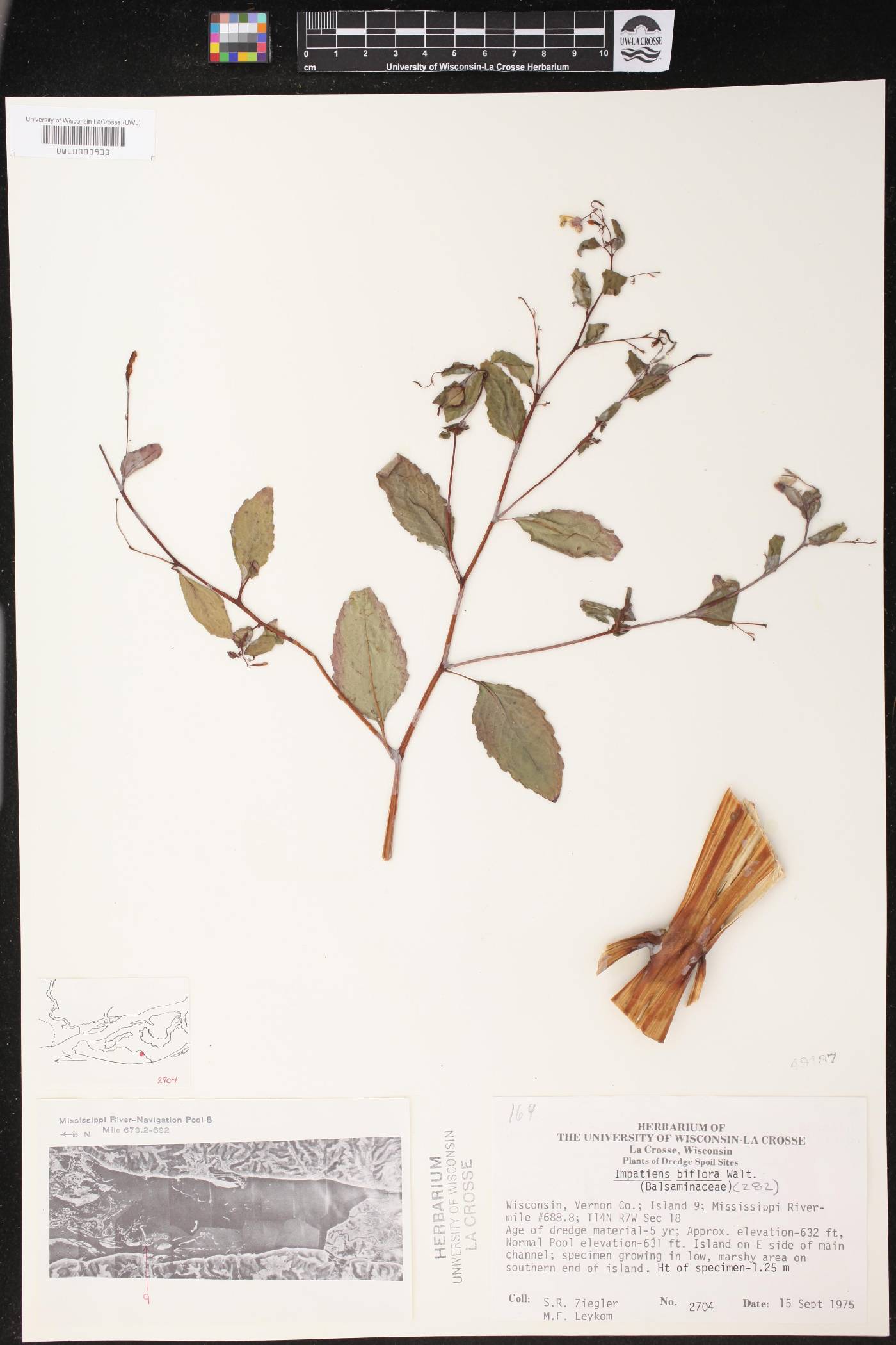 Impatiens capensis image