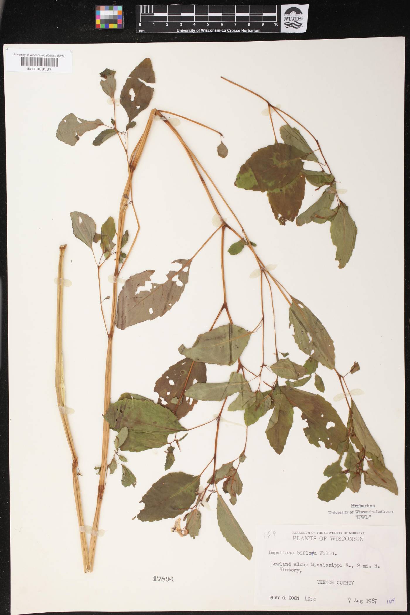Impatiens capensis image