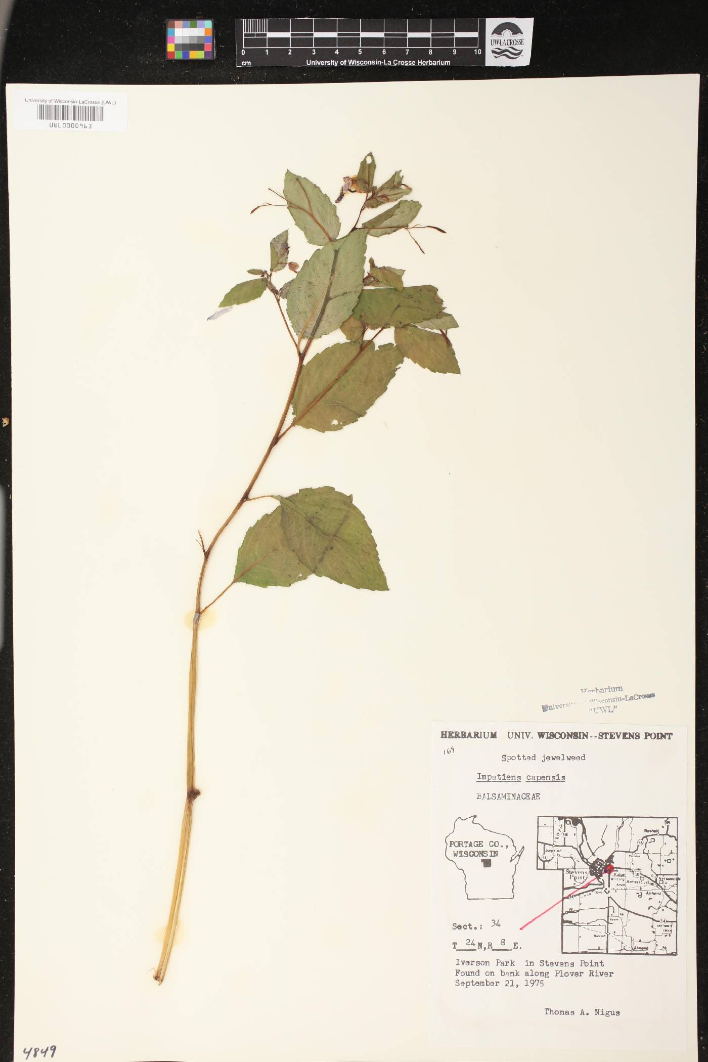 Impatiens capensis image