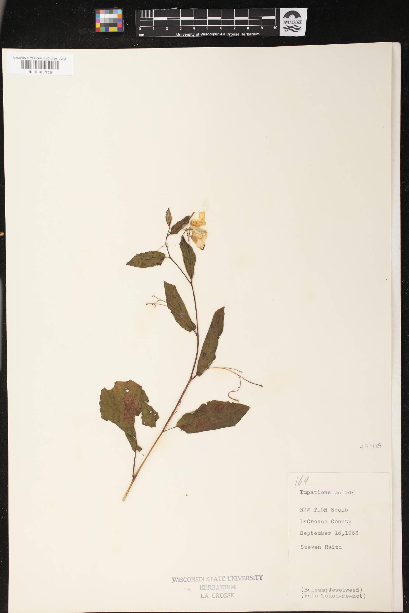 Impatiens pallida image