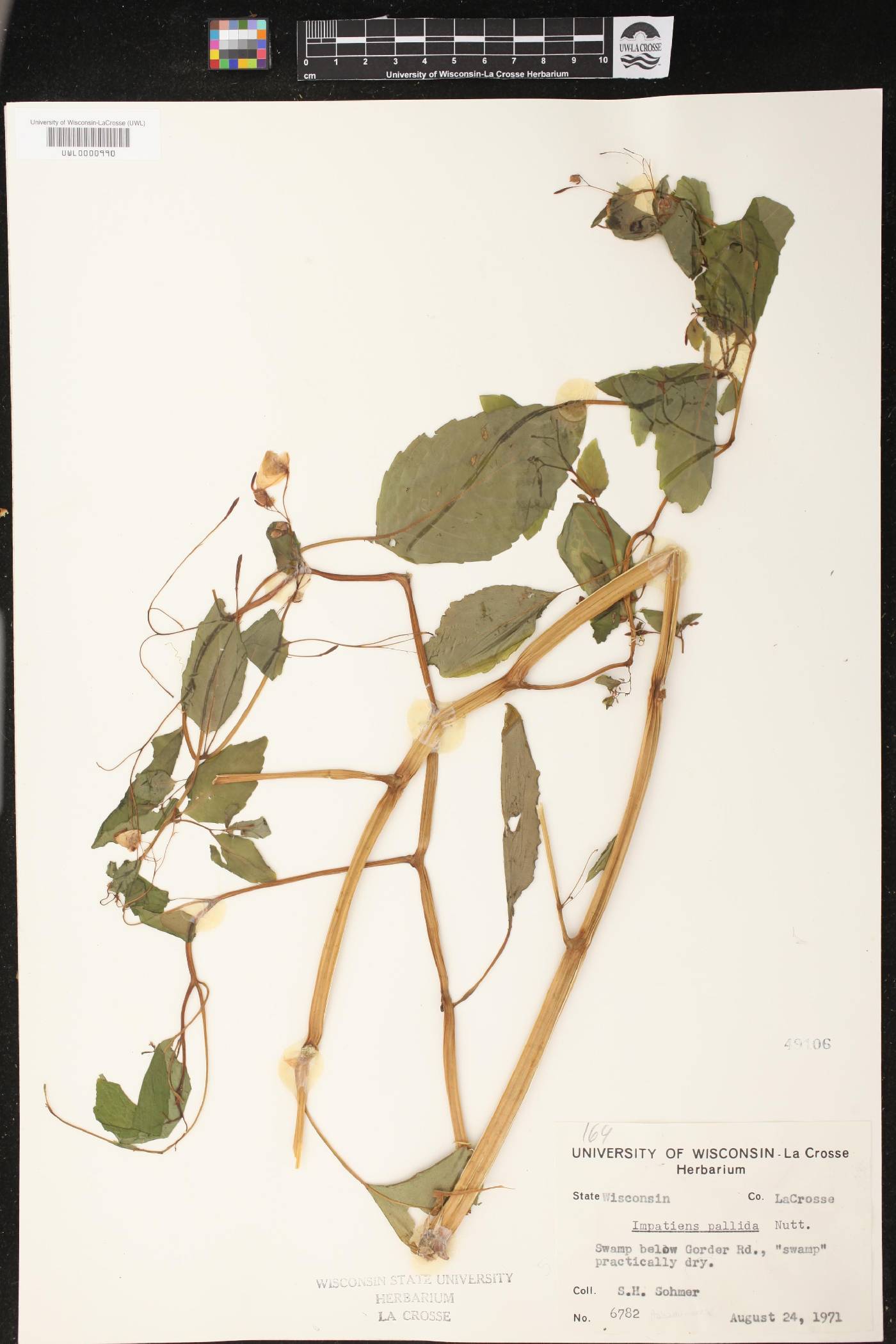 Impatiens pallida image