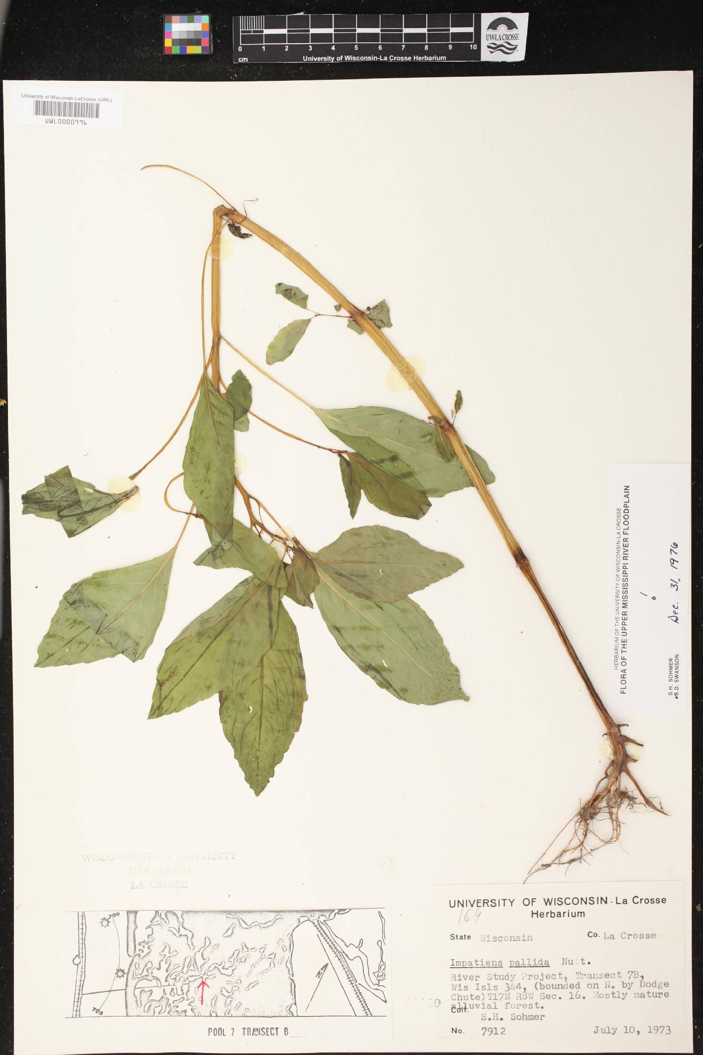 Impatiens pallida image