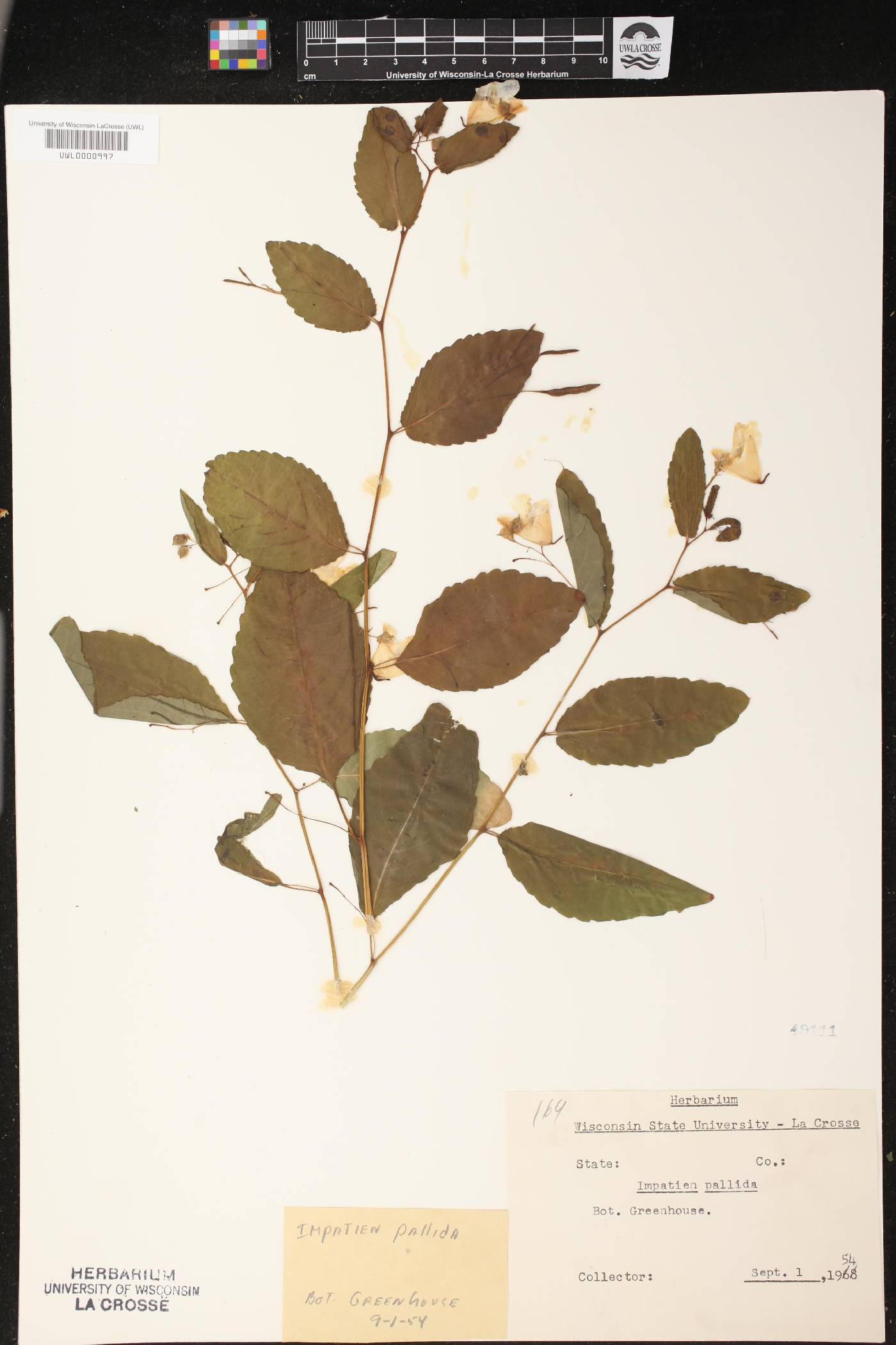 Impatiens pallida image