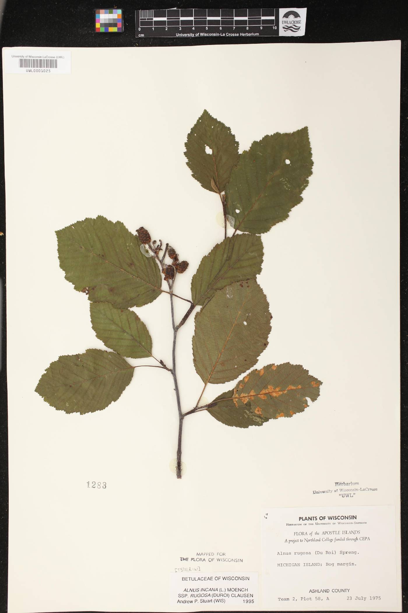 Alnus incana subsp. rugosa image
