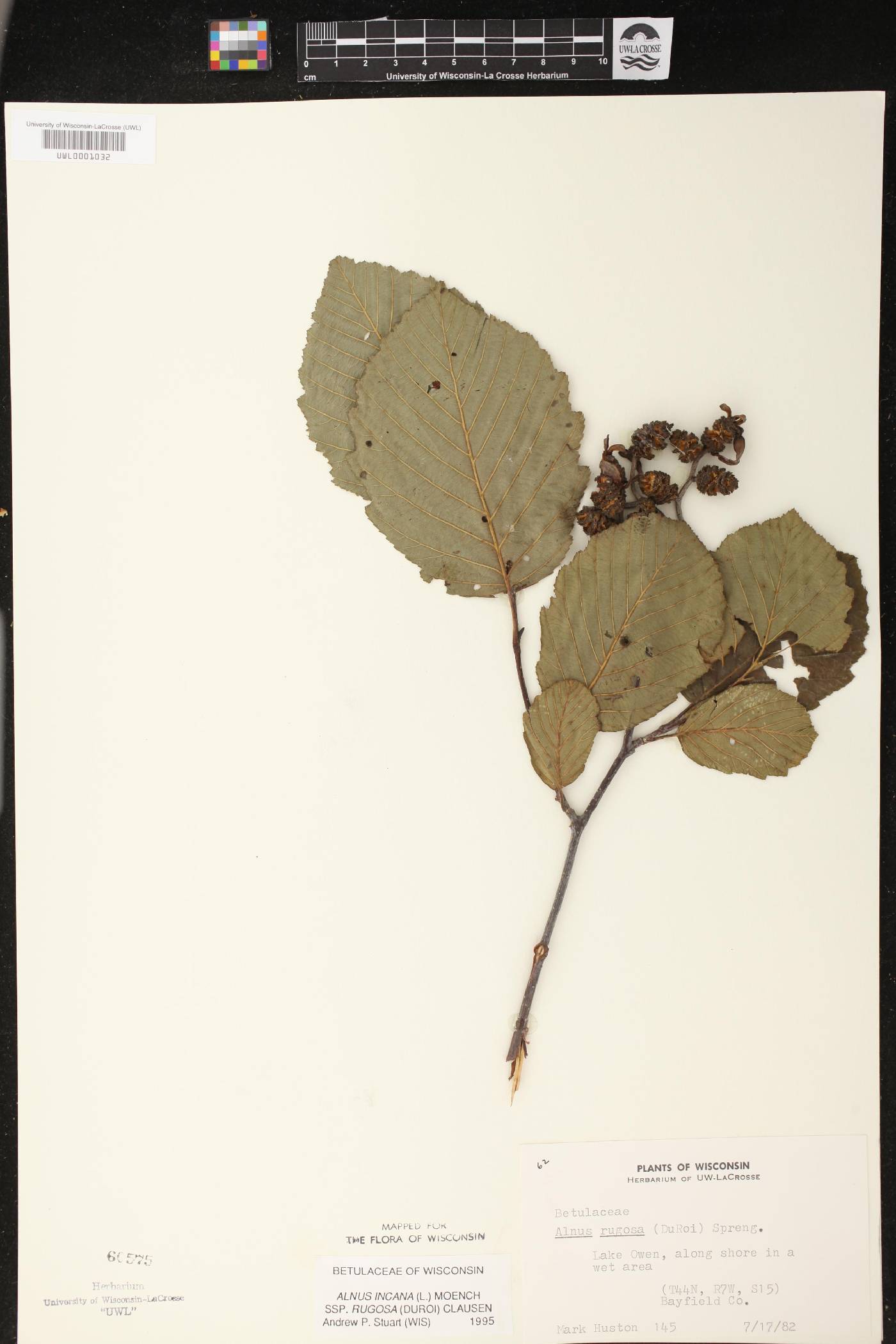 Alnus incana subsp. rugosa image