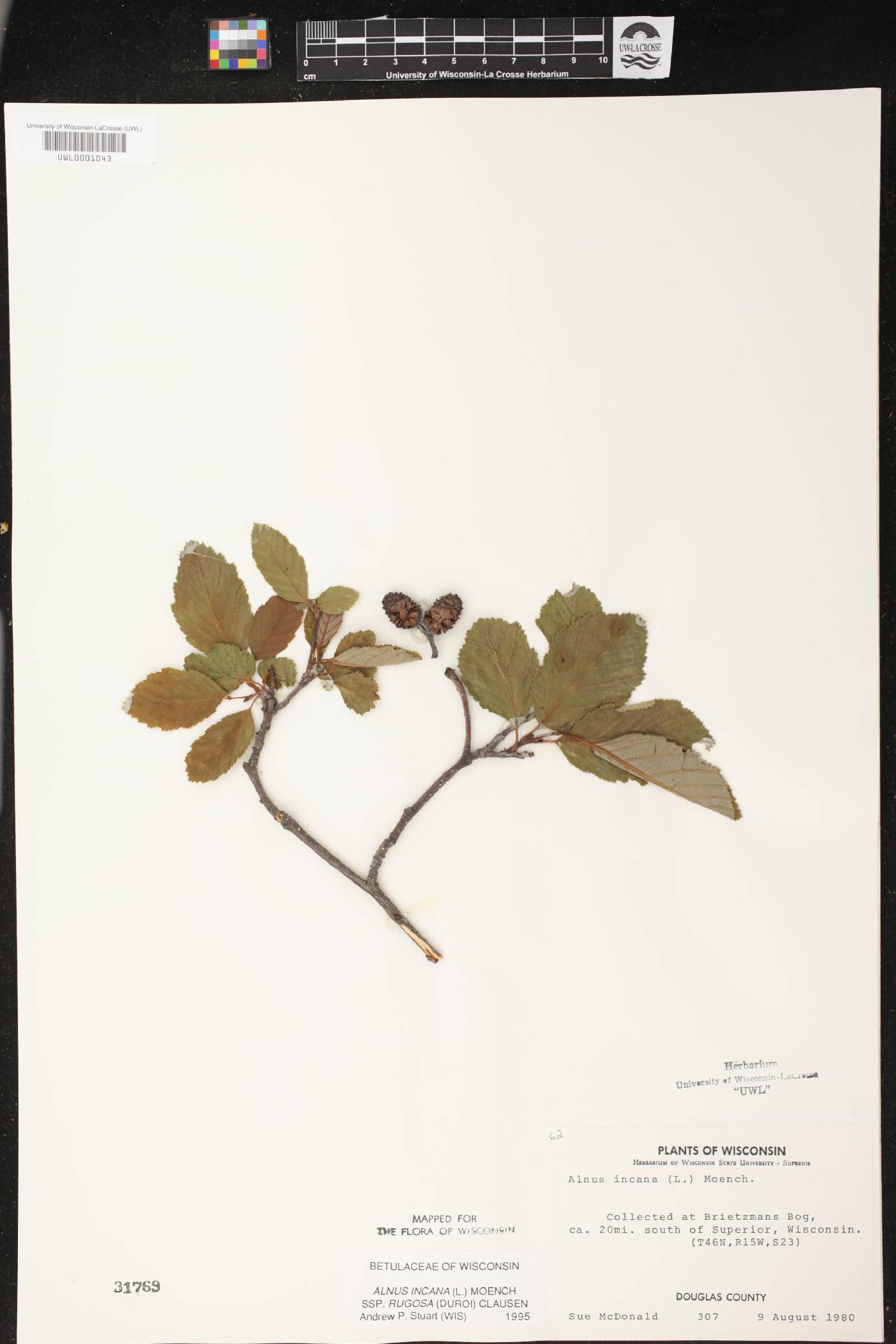 Alnus incana image