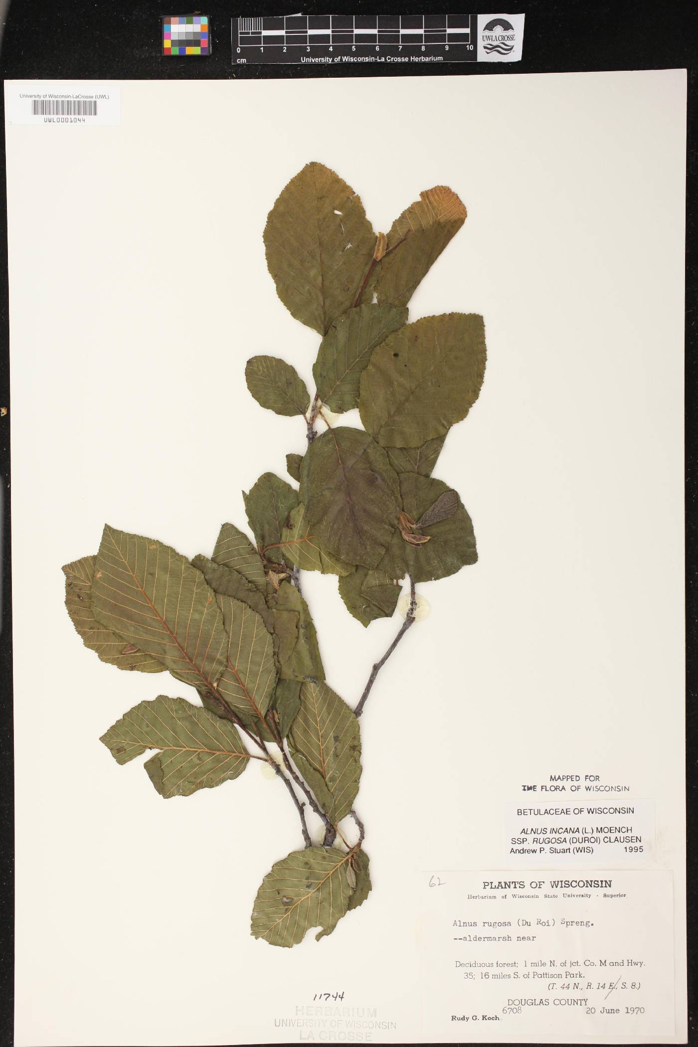 Alnus incana subsp. rugosa image