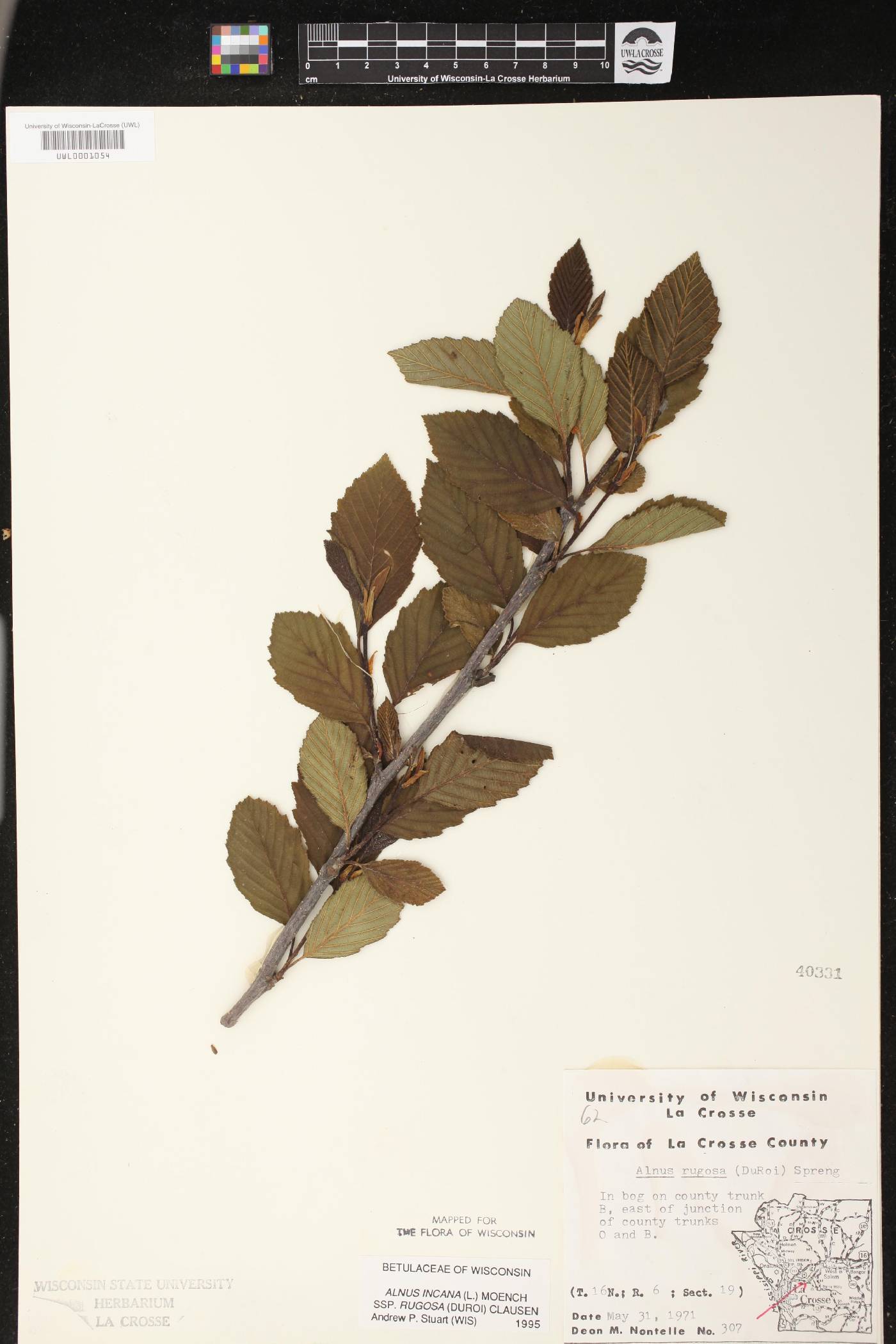 Alnus incana subsp. rugosa image