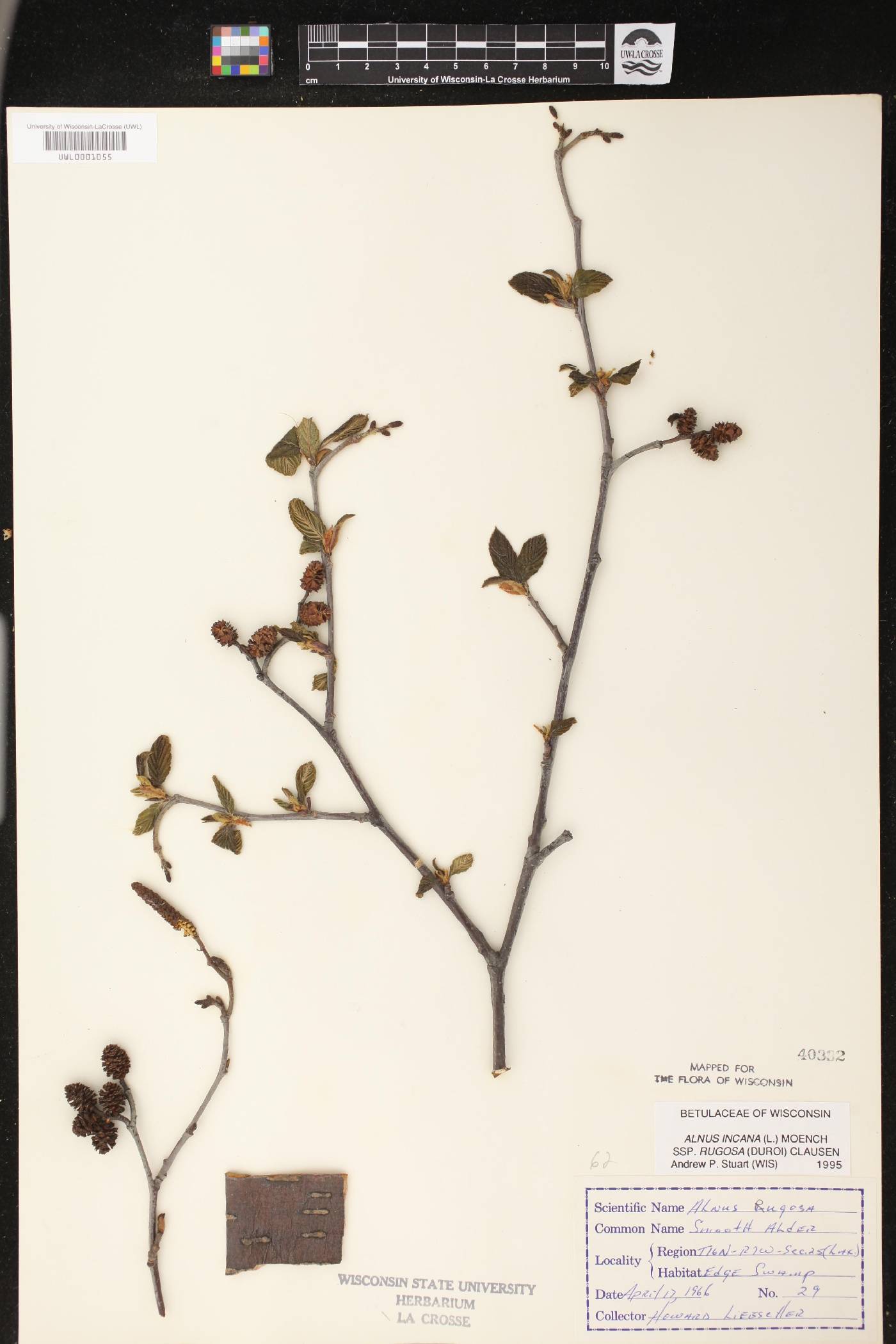 Alnus incana subsp. rugosa image