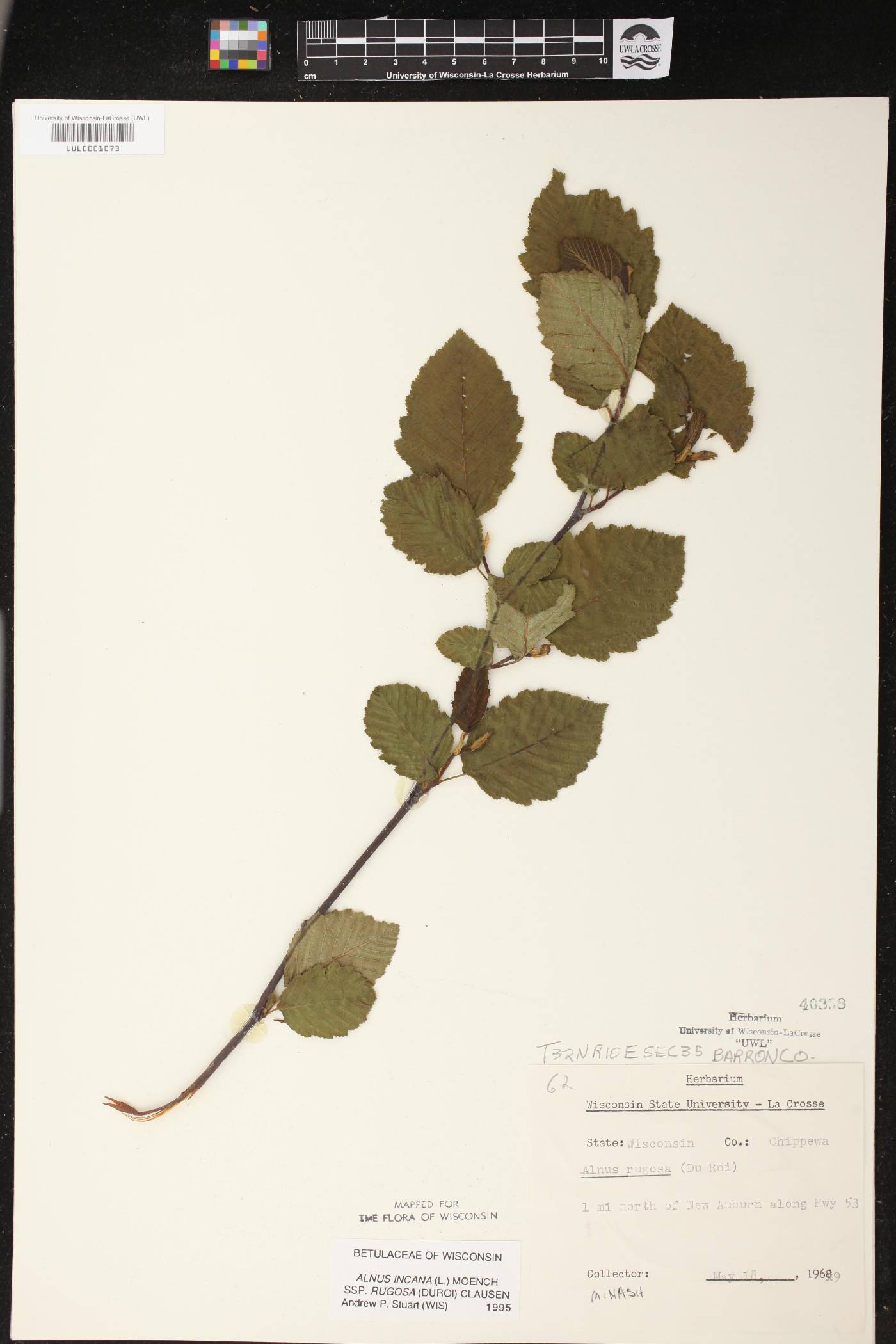 Alnus incana subsp. rugosa image
