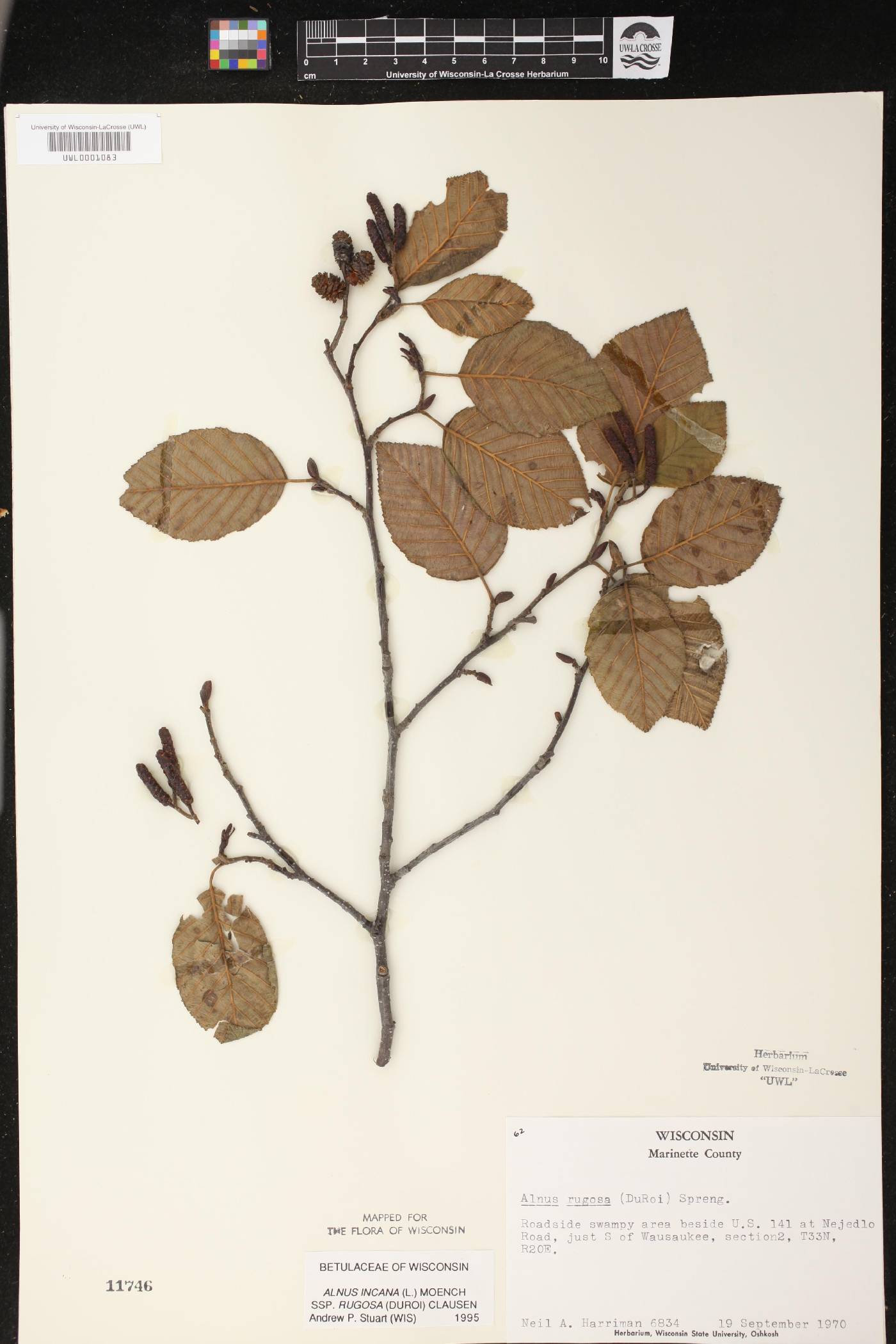 Alnus incana image