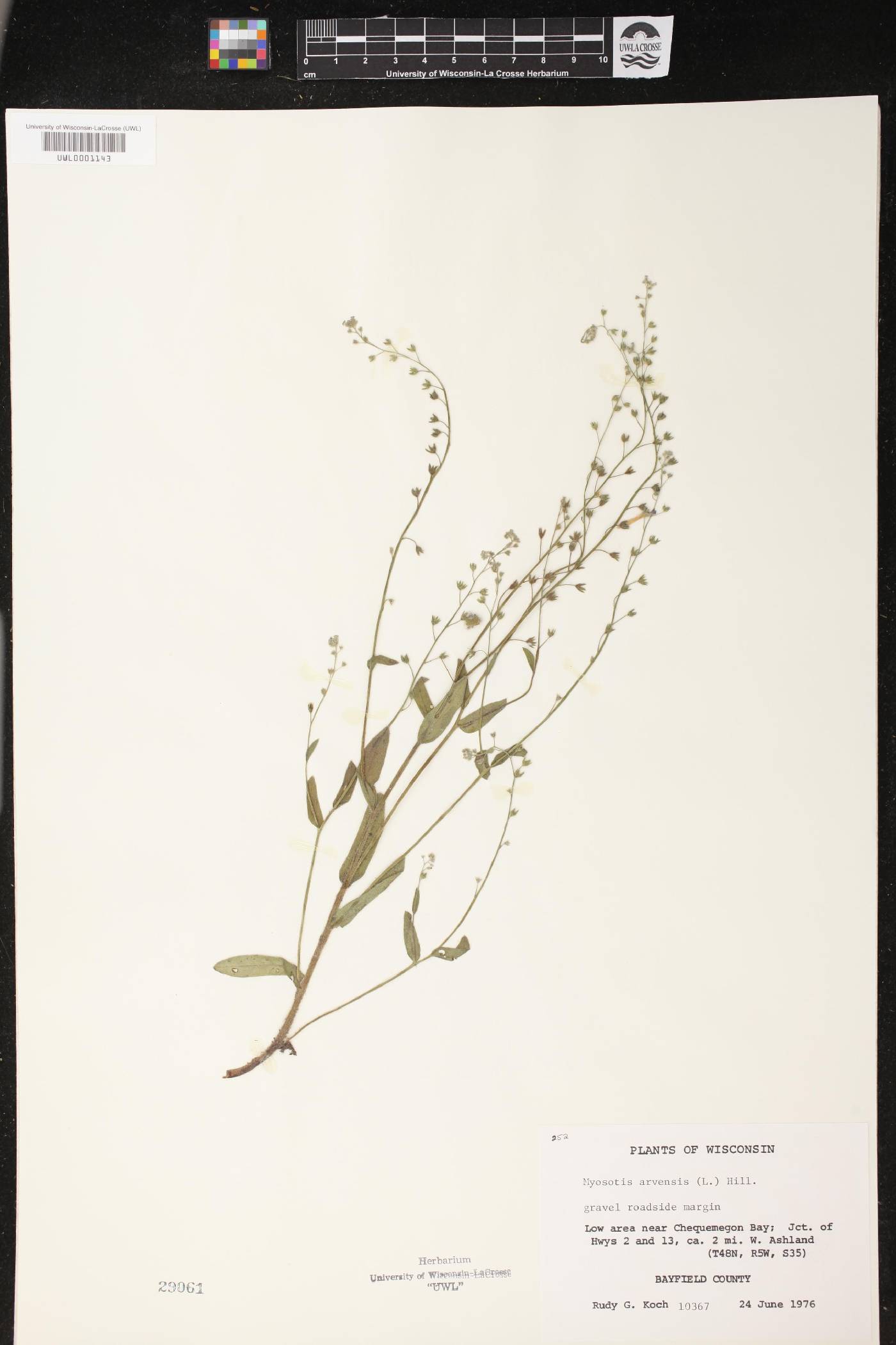 Myosotis arvensis image
