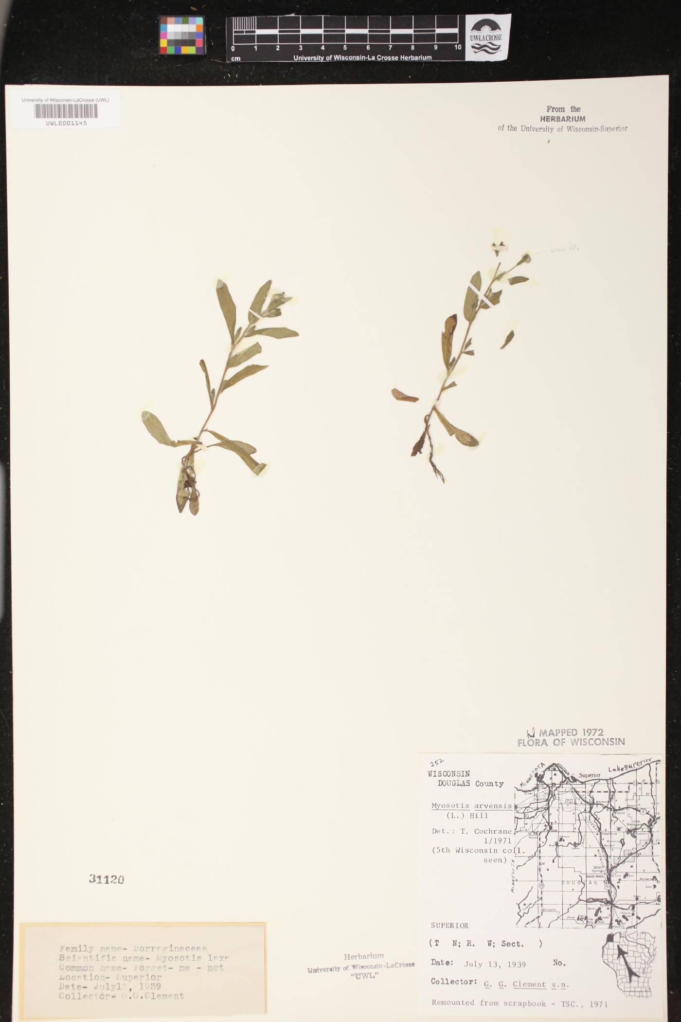 Myosotis arvensis image