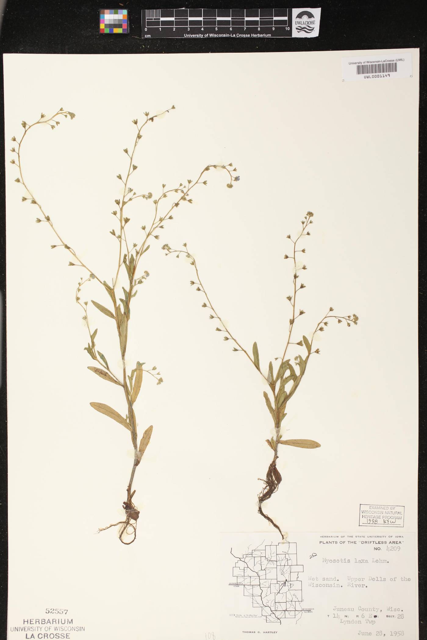 Myosotis laxa image