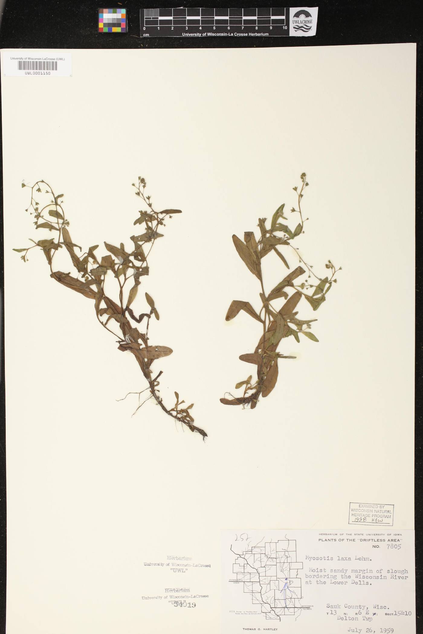 Myosotis laxa image