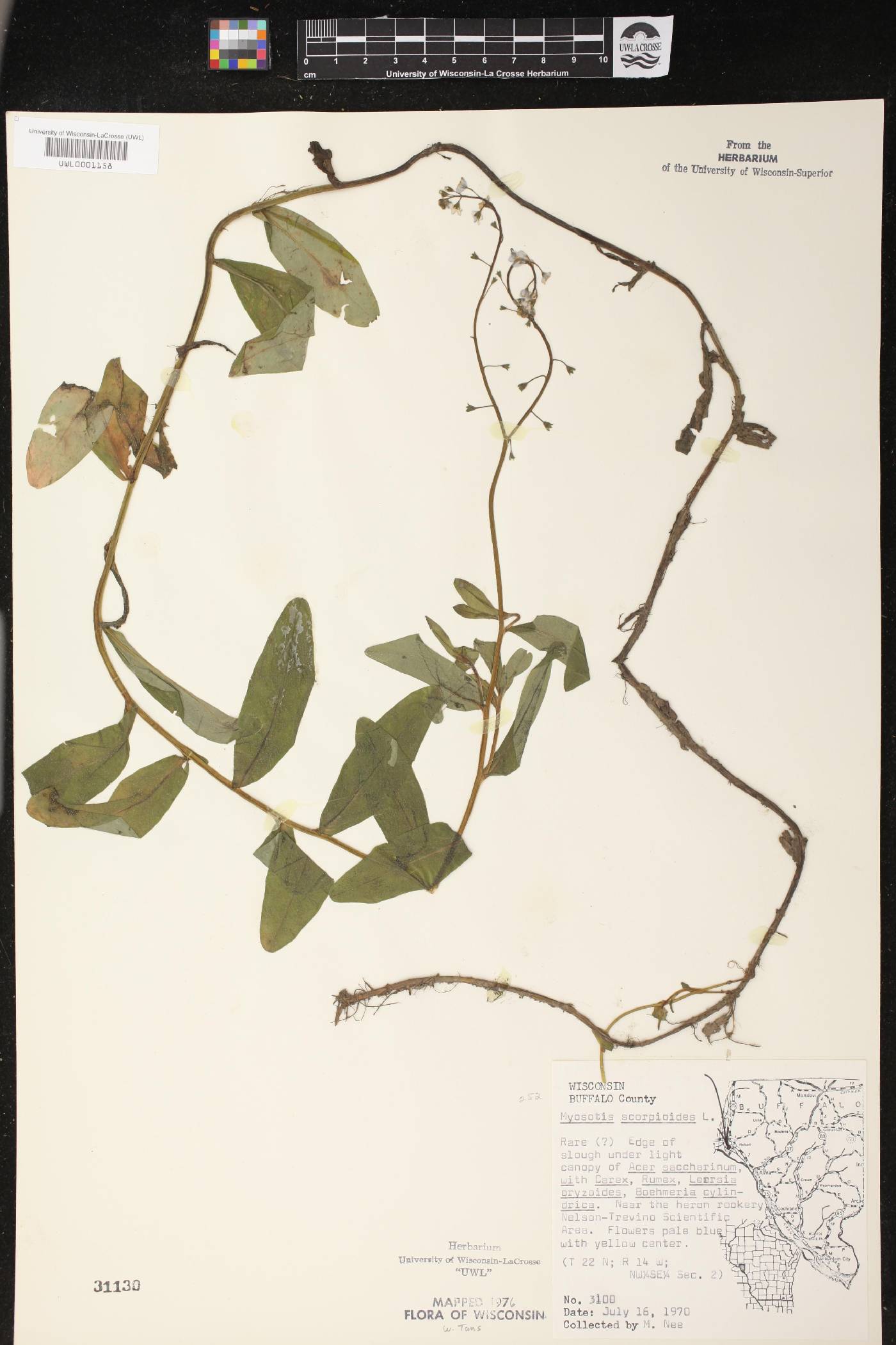 Myosotis scorpioides image