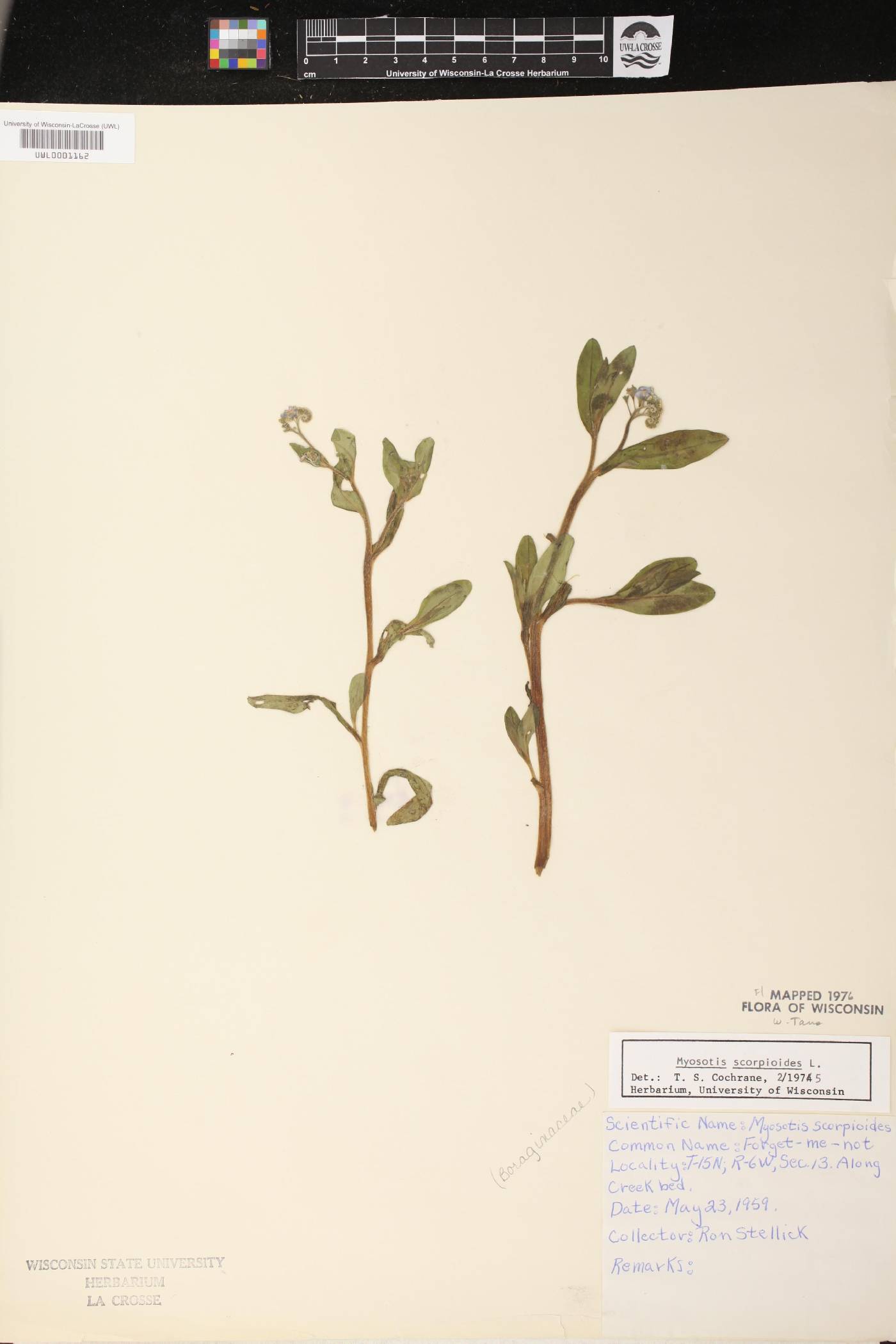 Myosotis scorpioides image