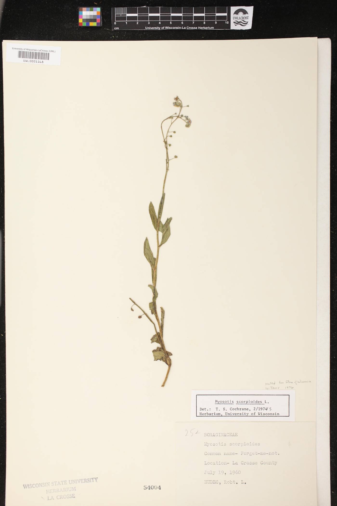 Myosotis scorpioides image