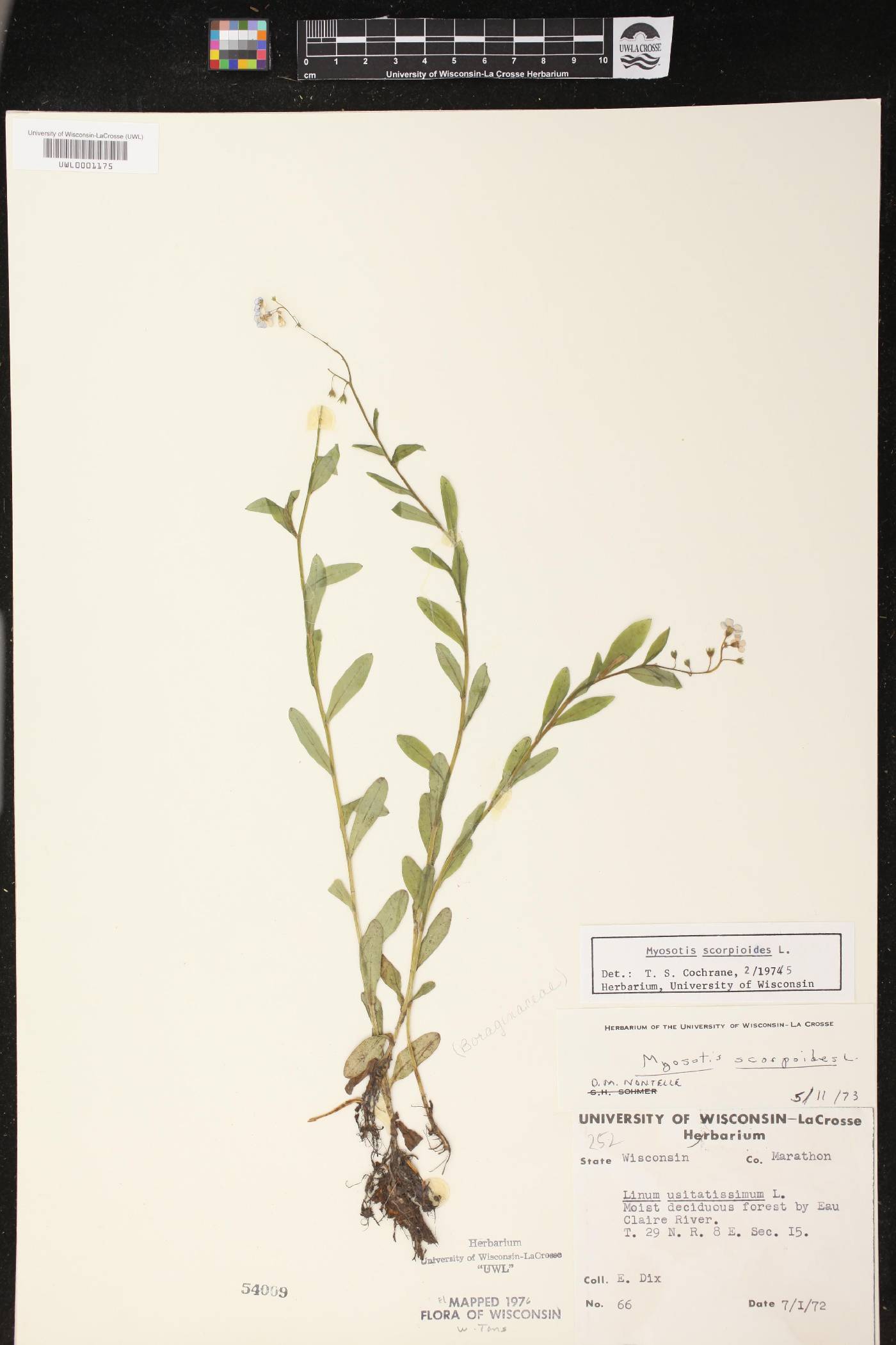 Myosotis scorpioides image