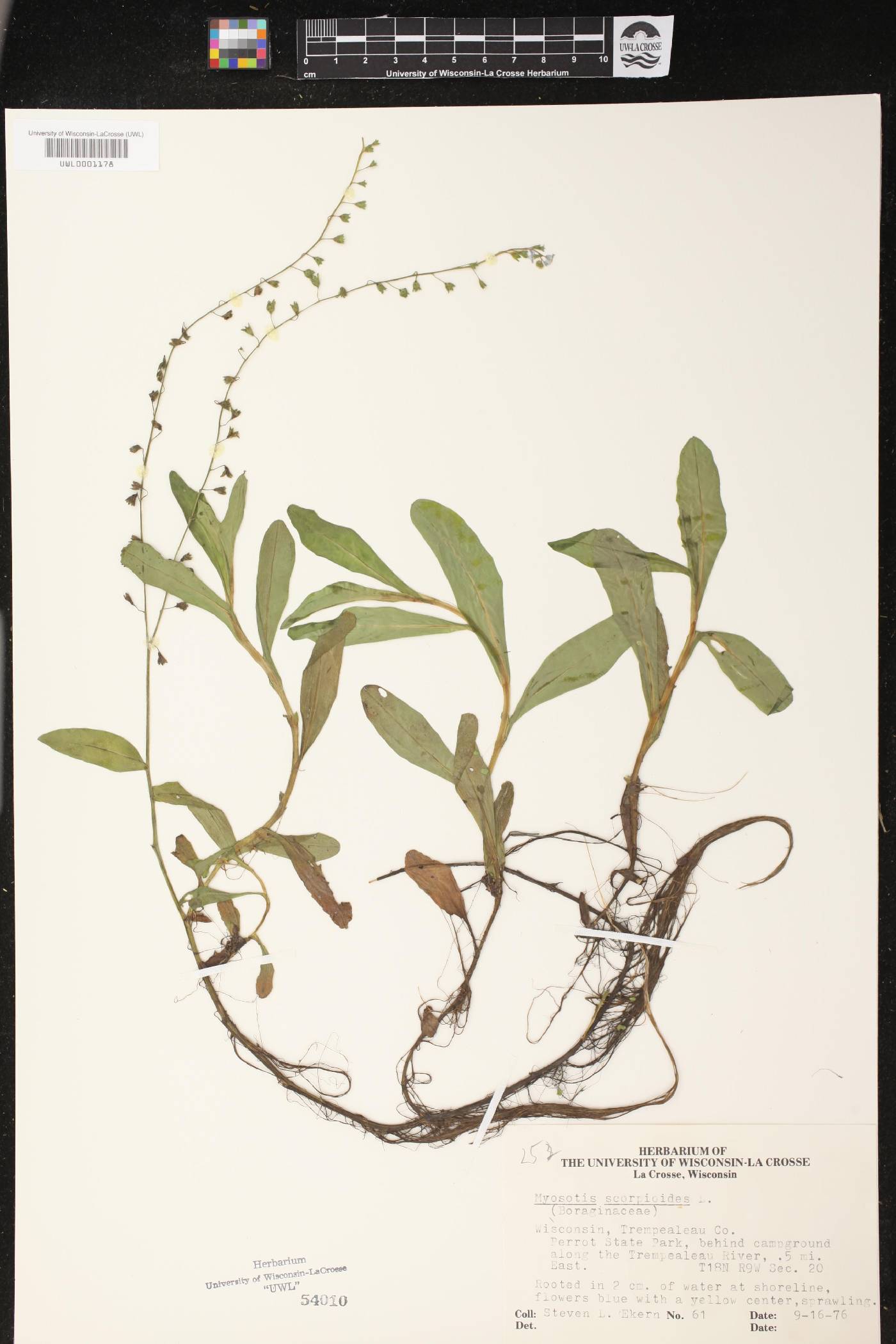 Myosotis scorpioides image