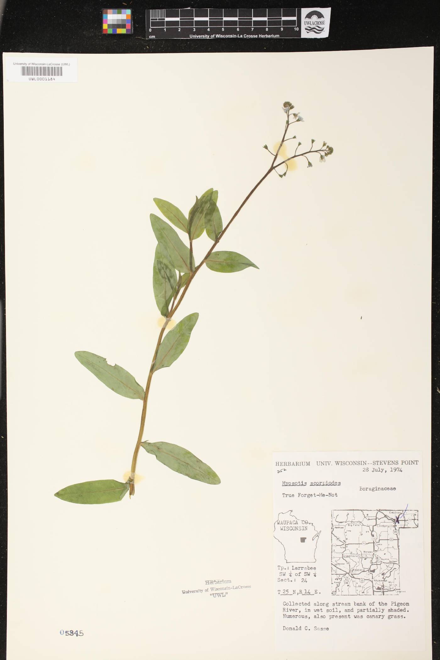 Myosotis scorpioides image