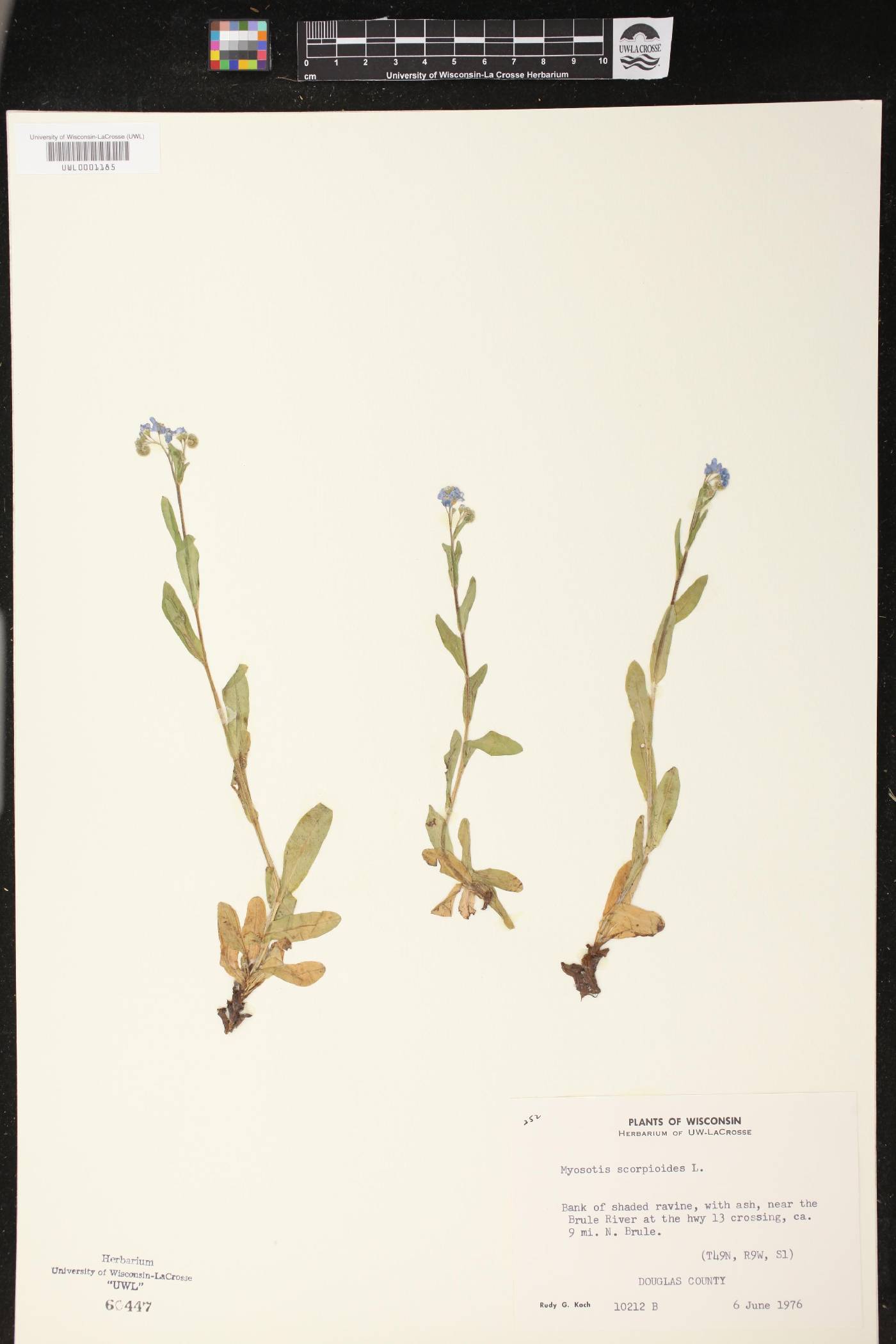 Myosotis scorpioides image