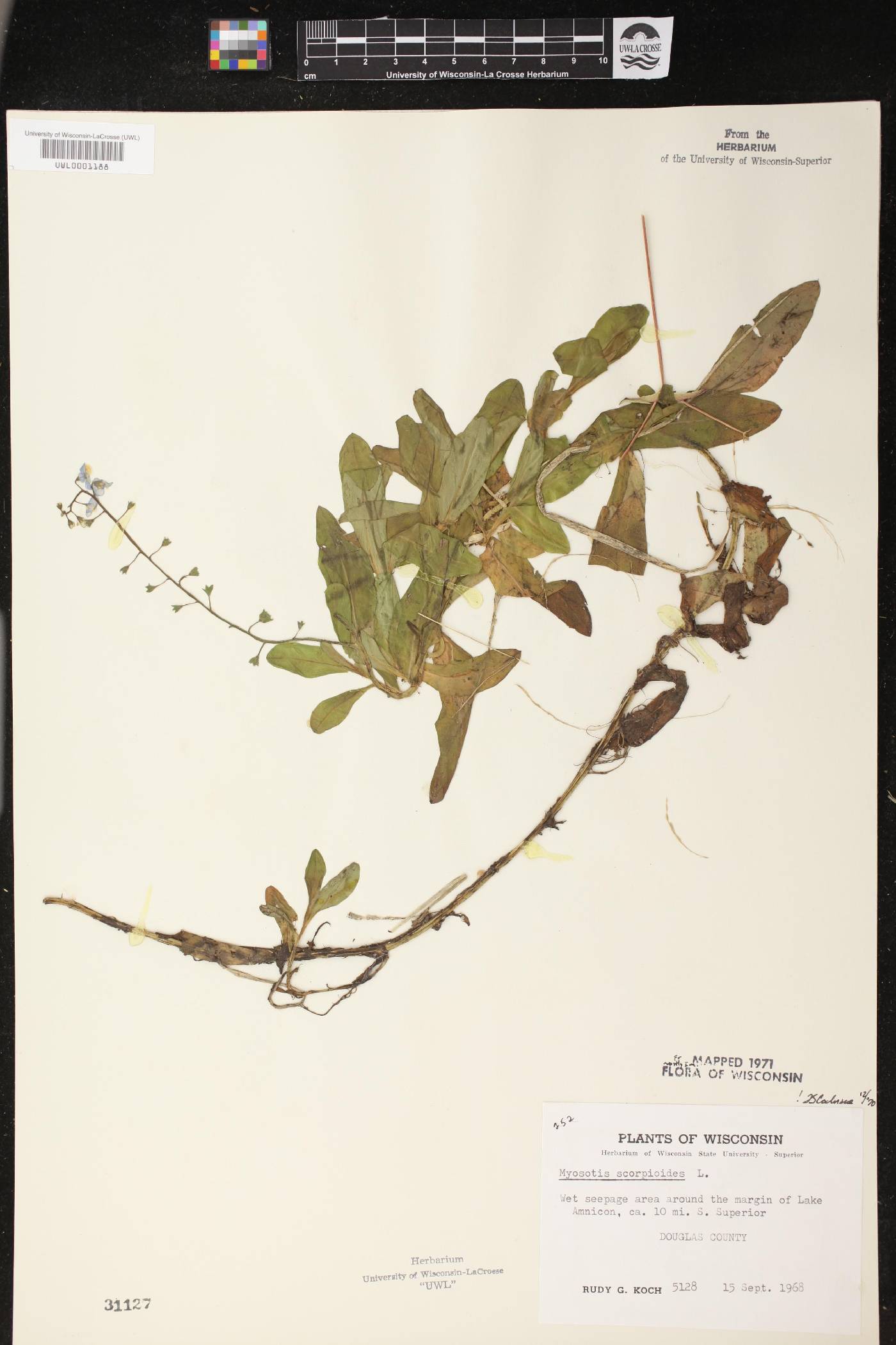 Myosotis scorpioides image