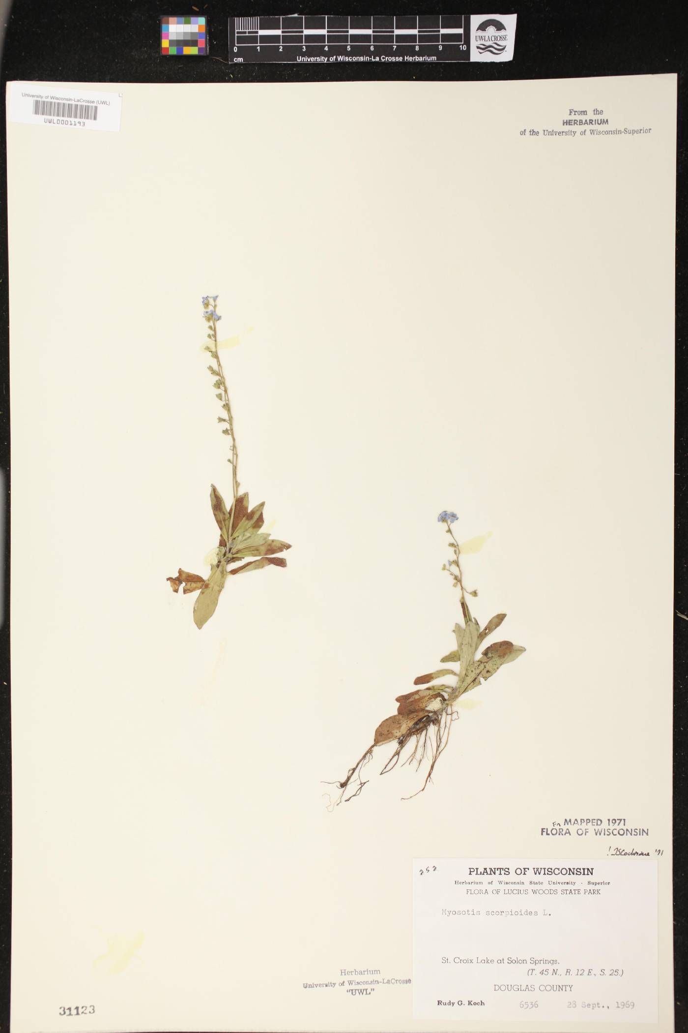 Myosotis scorpioides image