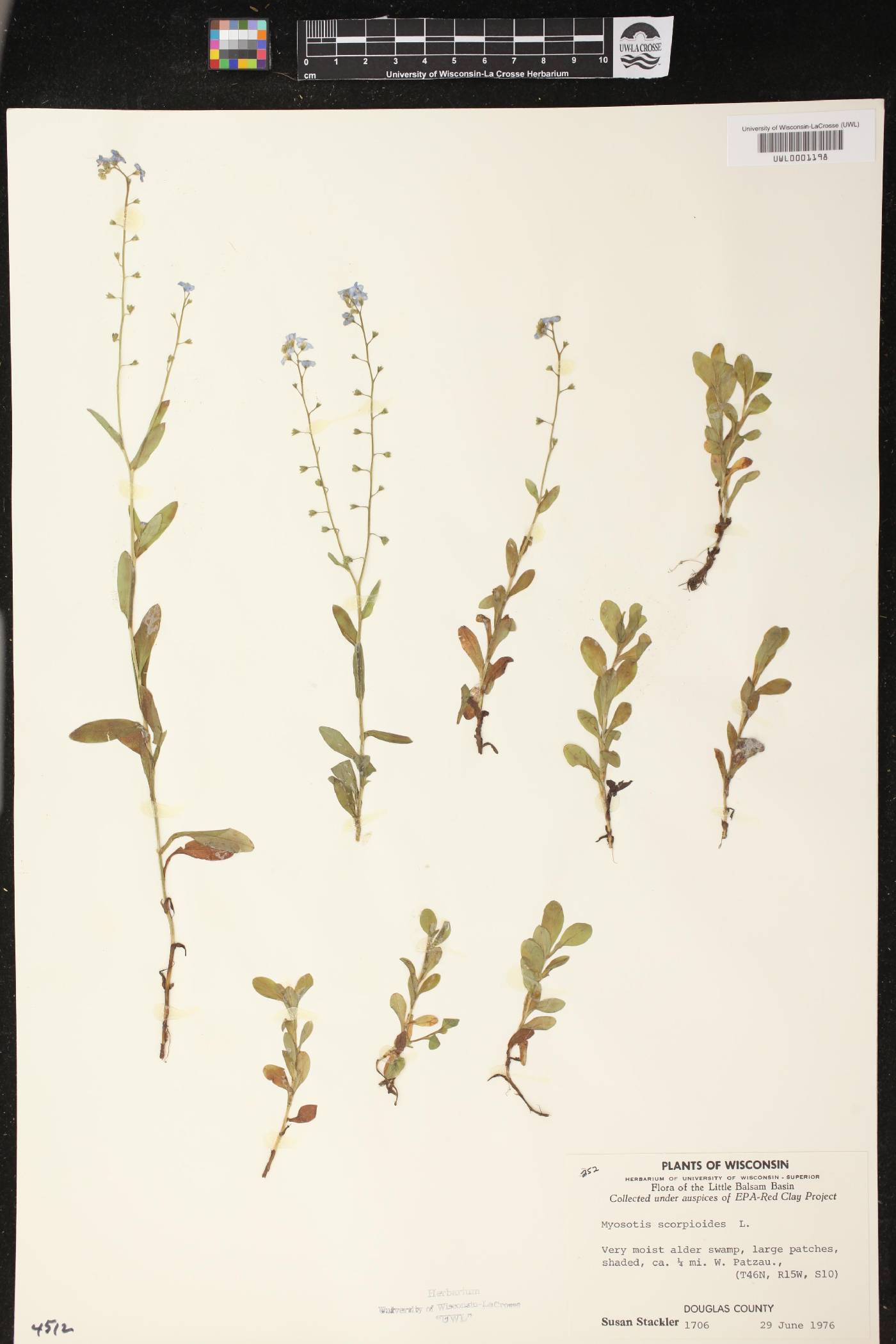 Myosotis scorpioides image
