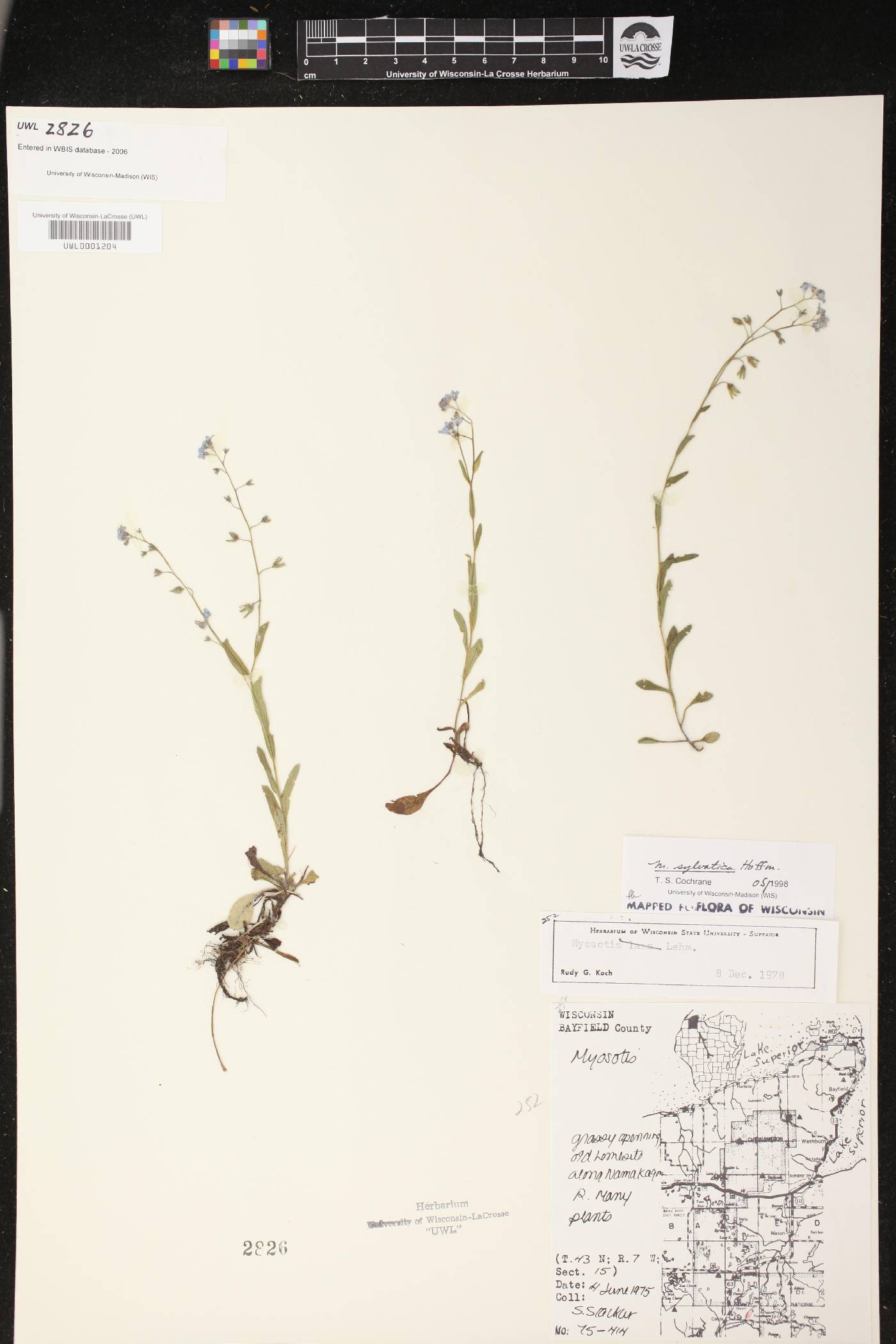 Myosotis sylvatica image