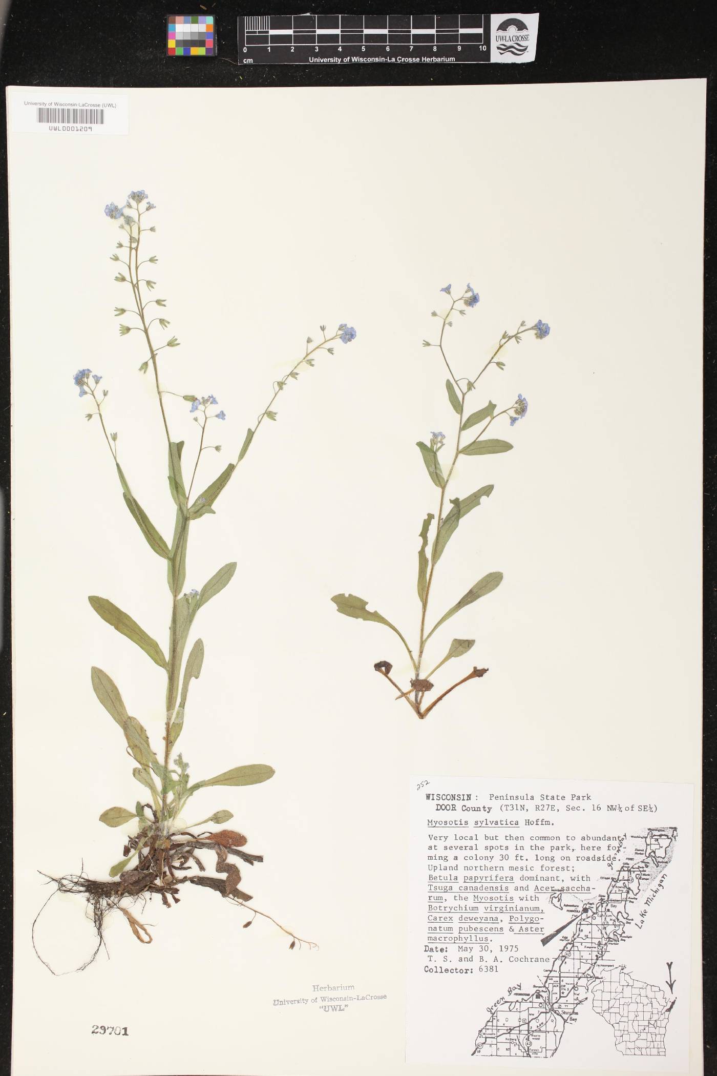 Myosotis sylvatica image