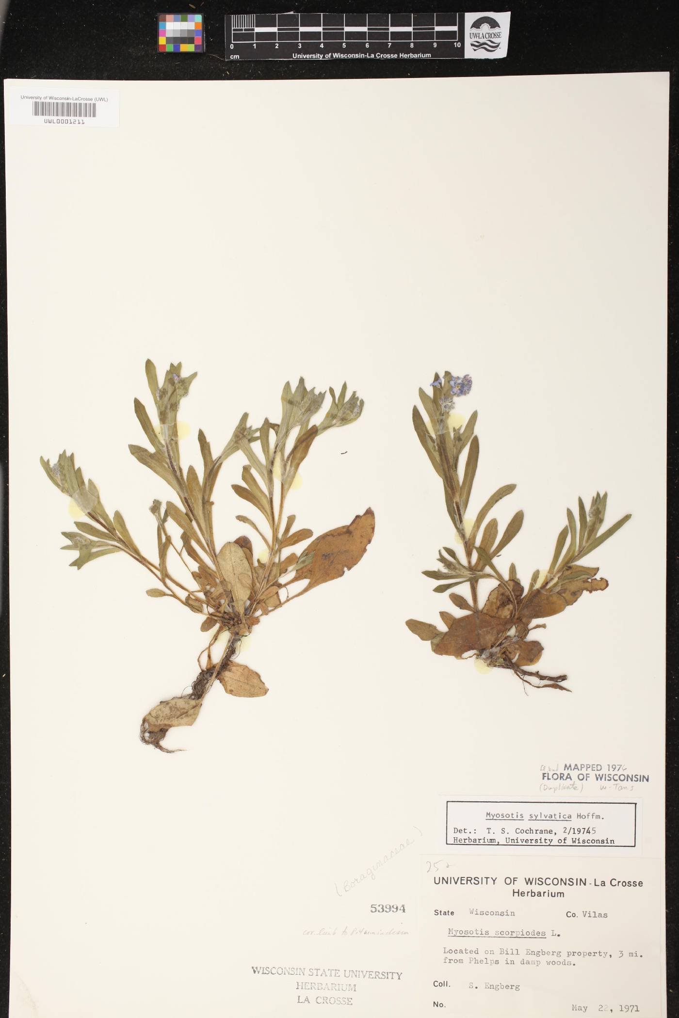 Myosotis sylvatica image