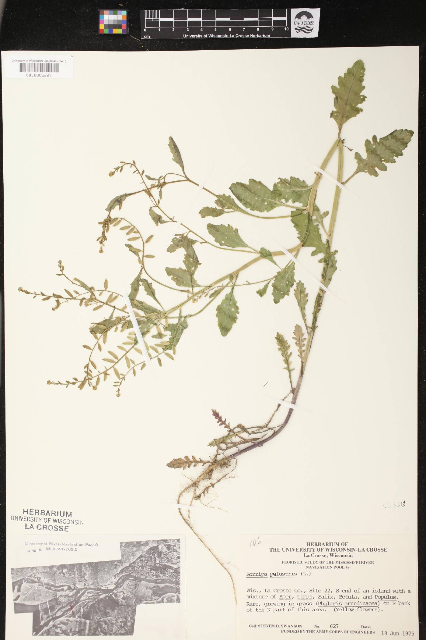 Rorippa palustris image