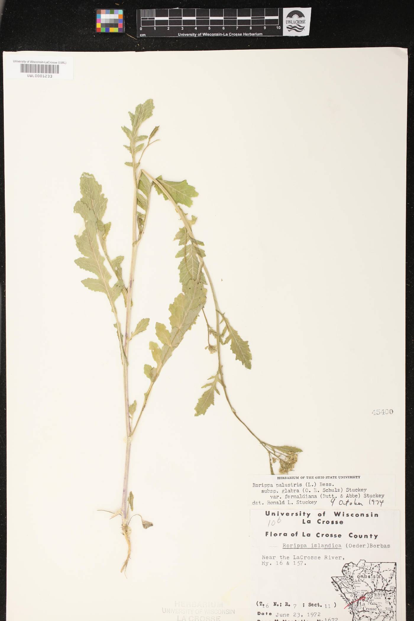 Rorippa palustris subsp. palustris image