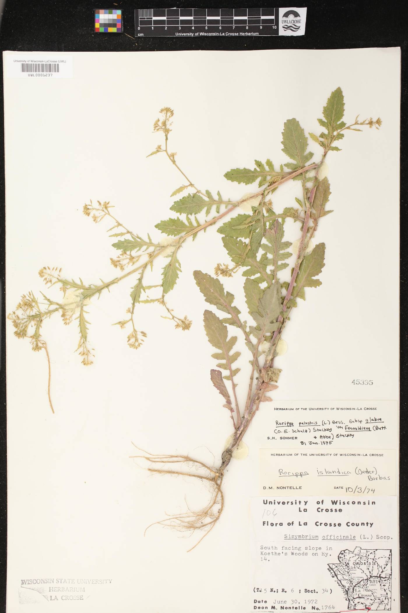 Rorippa palustris image