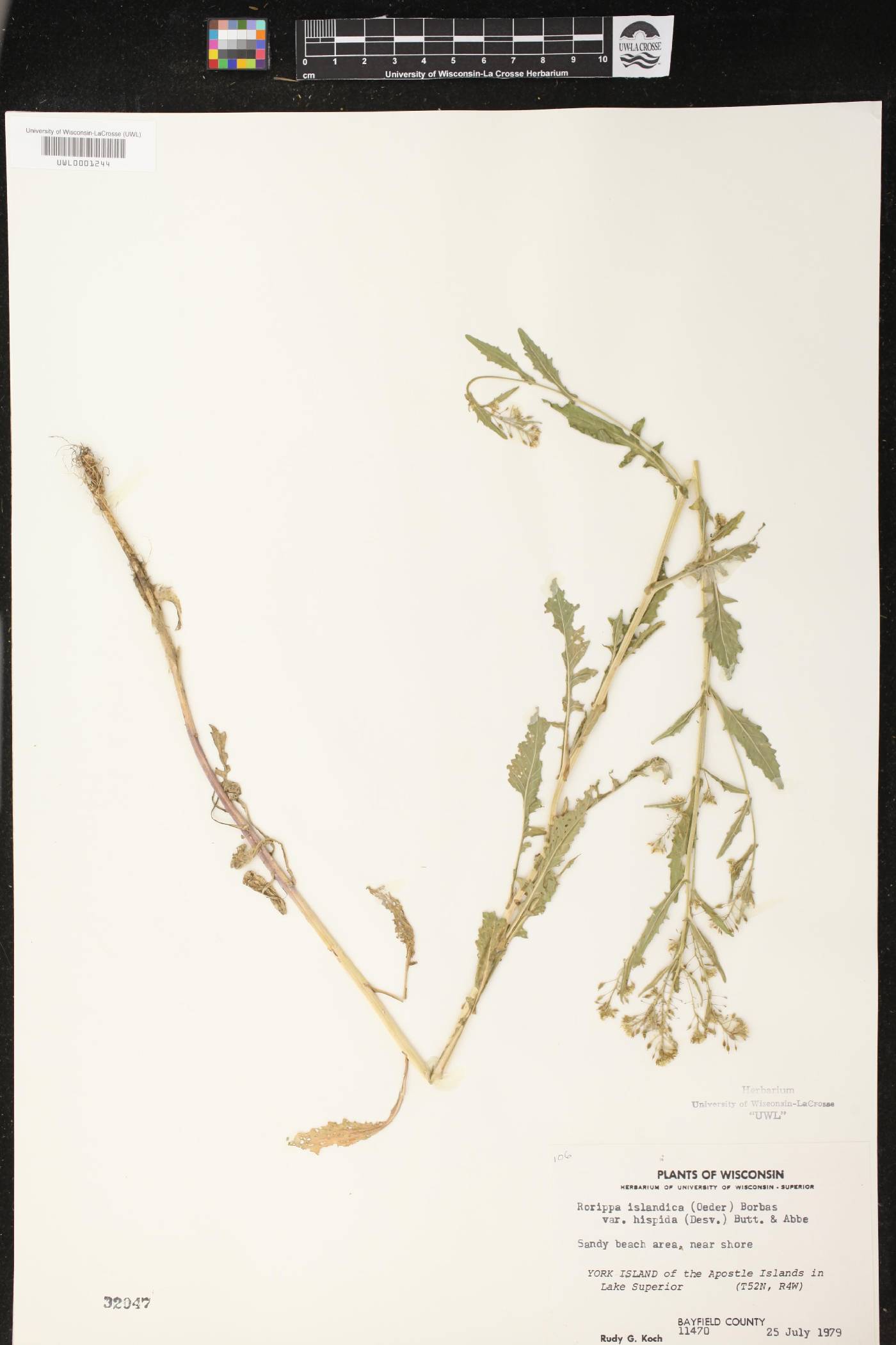 Rorippa palustris image