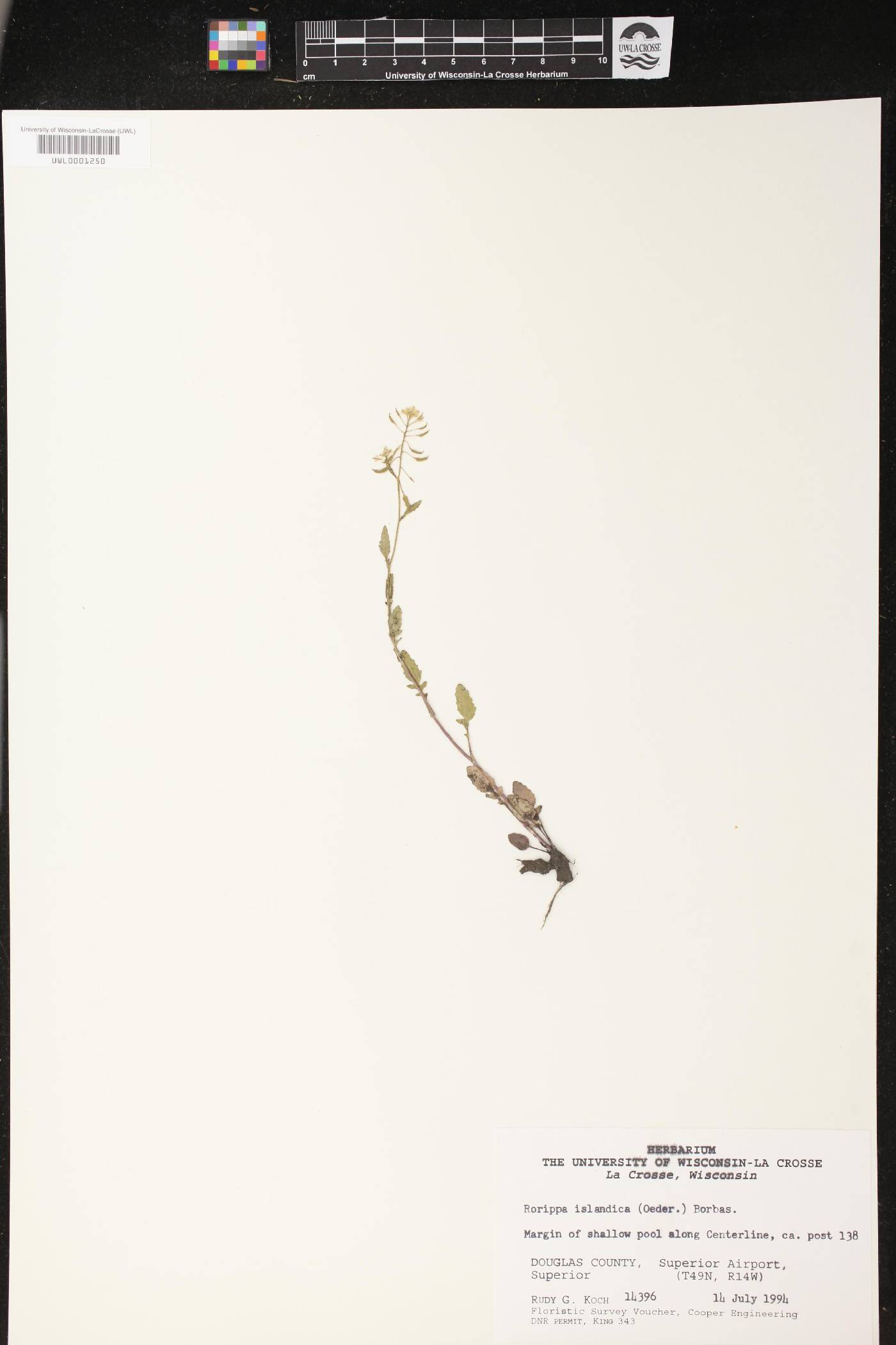 Rorippa palustris image
